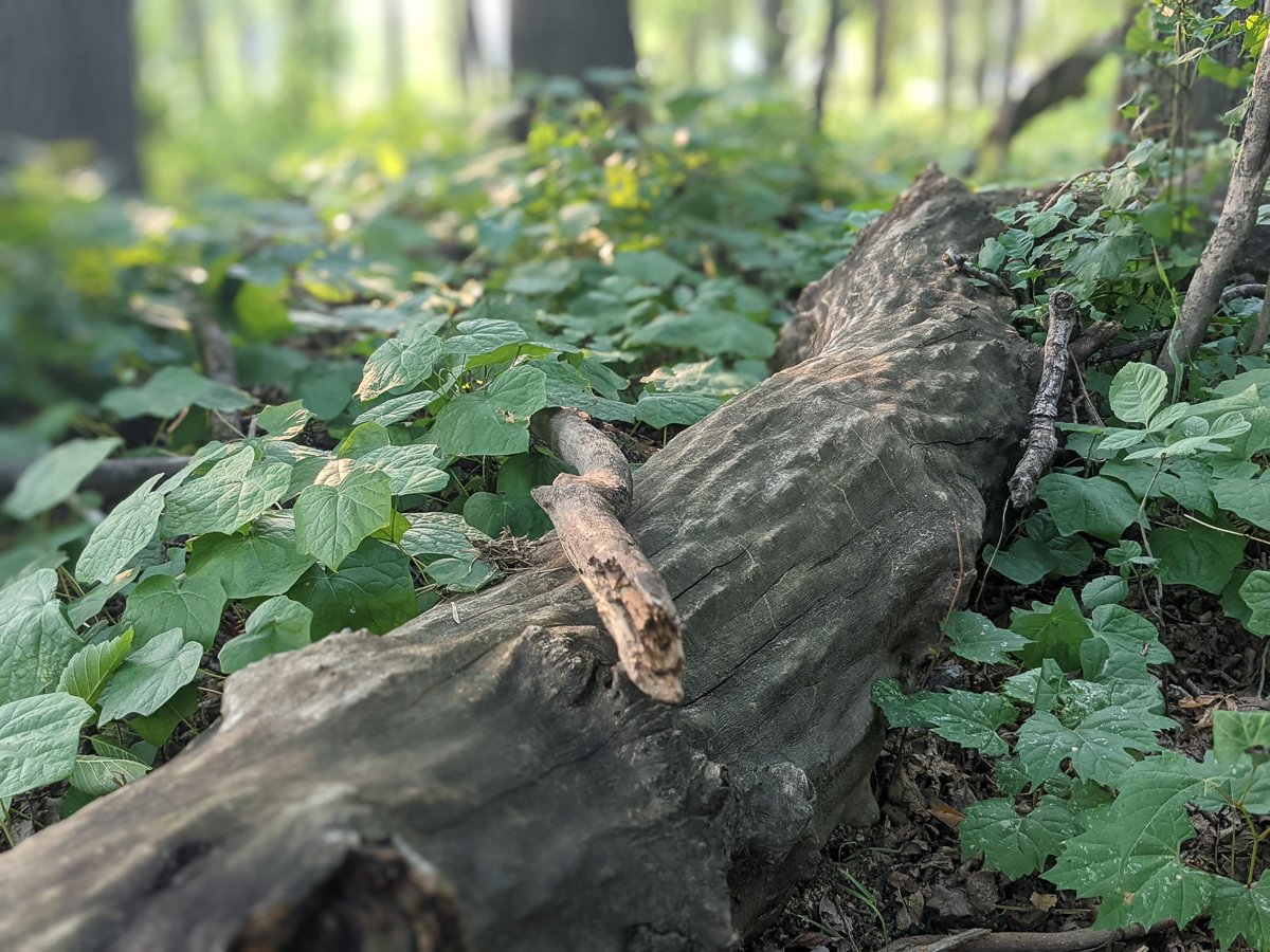 Fallen tree washed up after spring flooding, showing exposed twisted grain and weathered bark surrounded by dense green vegetation.