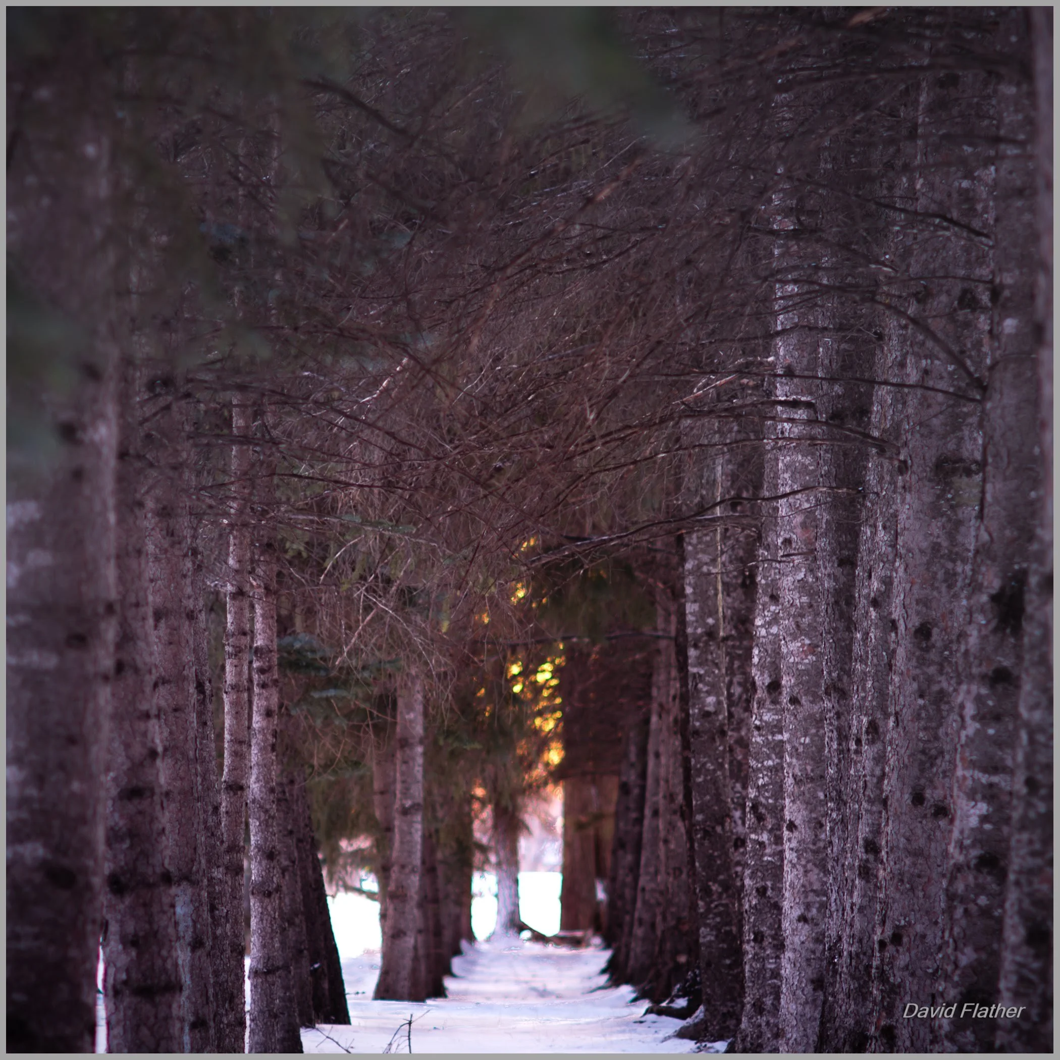 Winter pathway lined with tall spruce trees, lower branches dead from lack of light, forming a natural tunnel of trunks and snow.
