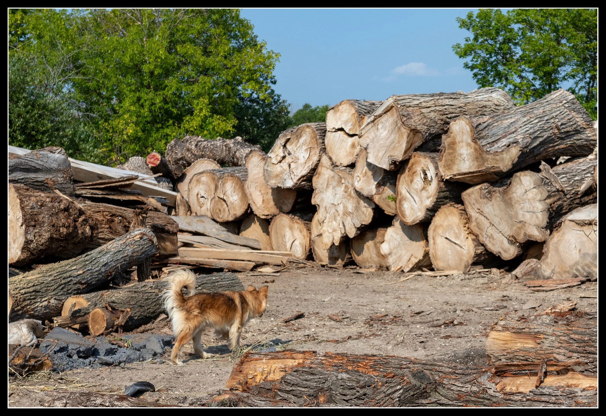 Massive 120‑year‑old elm logs stacked in a log yard, showing size, age, and weight before milling.