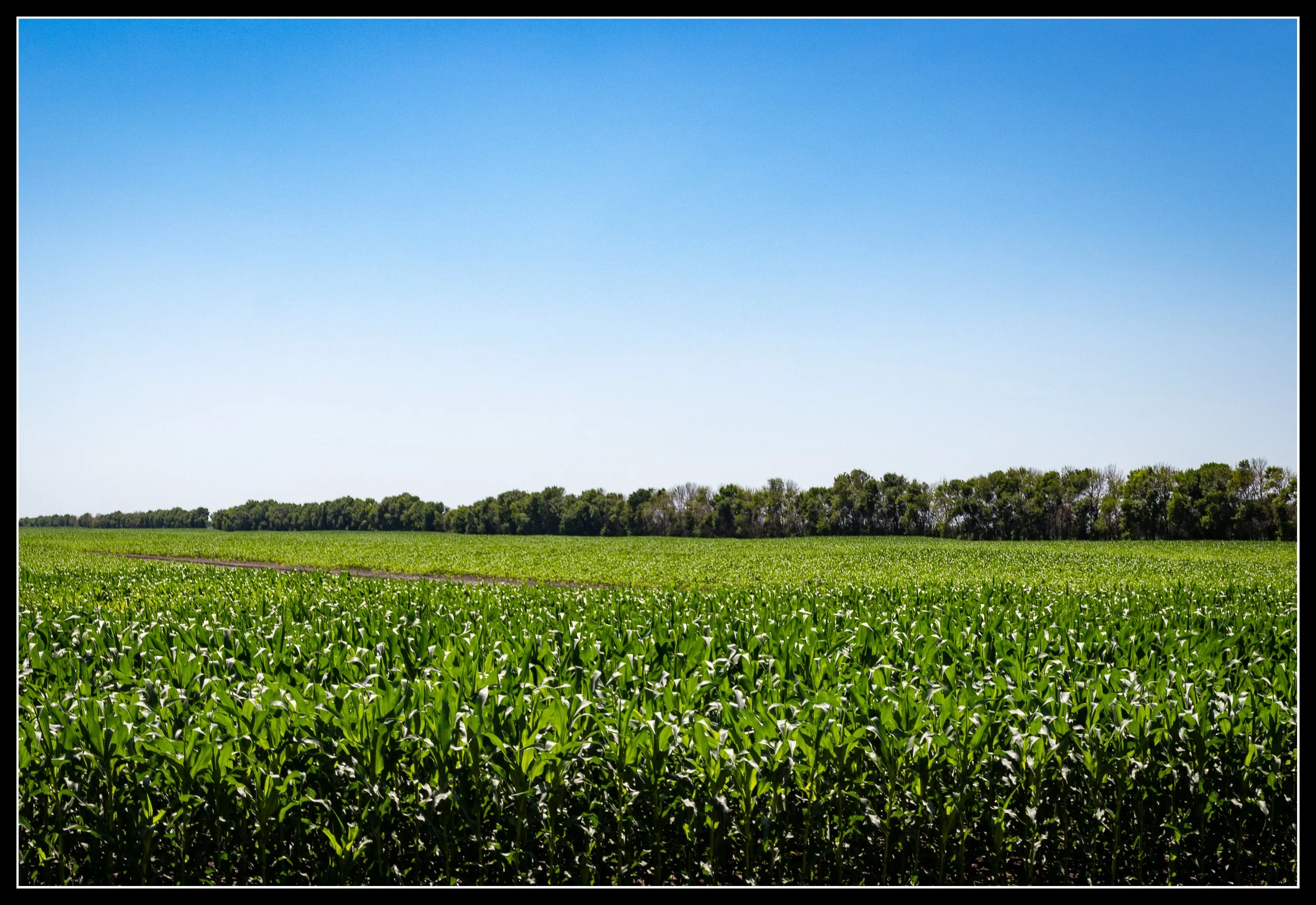 Green ash windrow bordering a cornfield in the Red River Valley, photographed in summer.