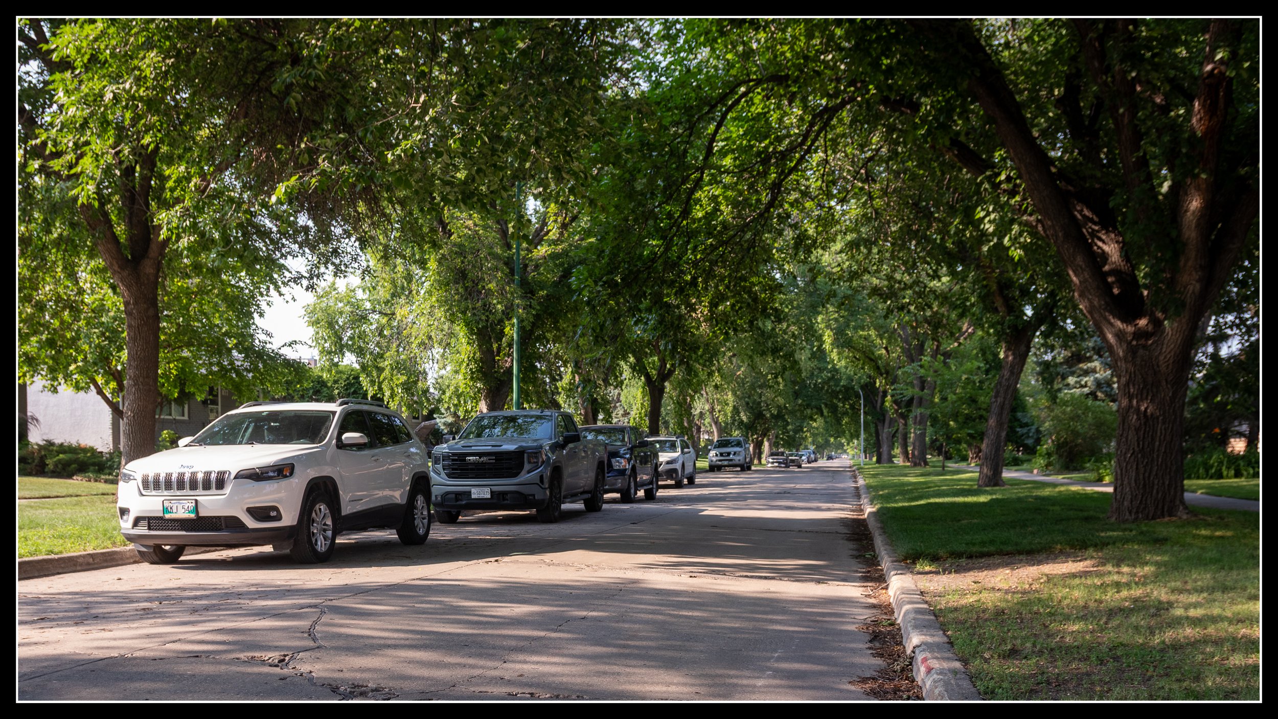 Winnipeg residential street with full American white elm canopy arching over parked cars in summer.