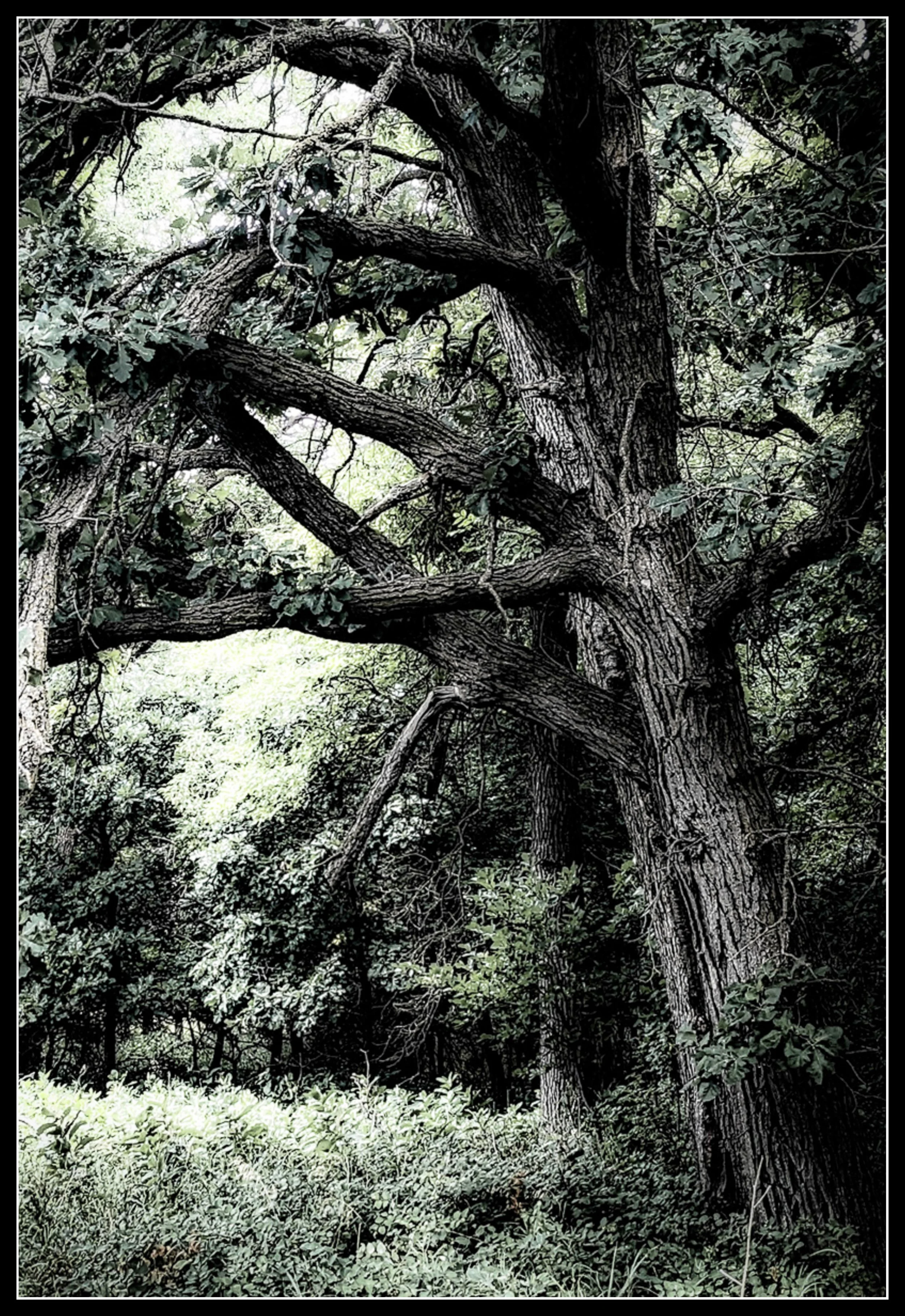 A large bur oak in Lemay Forest on a summer day, its thick, twisting branches rising through green foliage with a soft rainy mist hanging in the air.