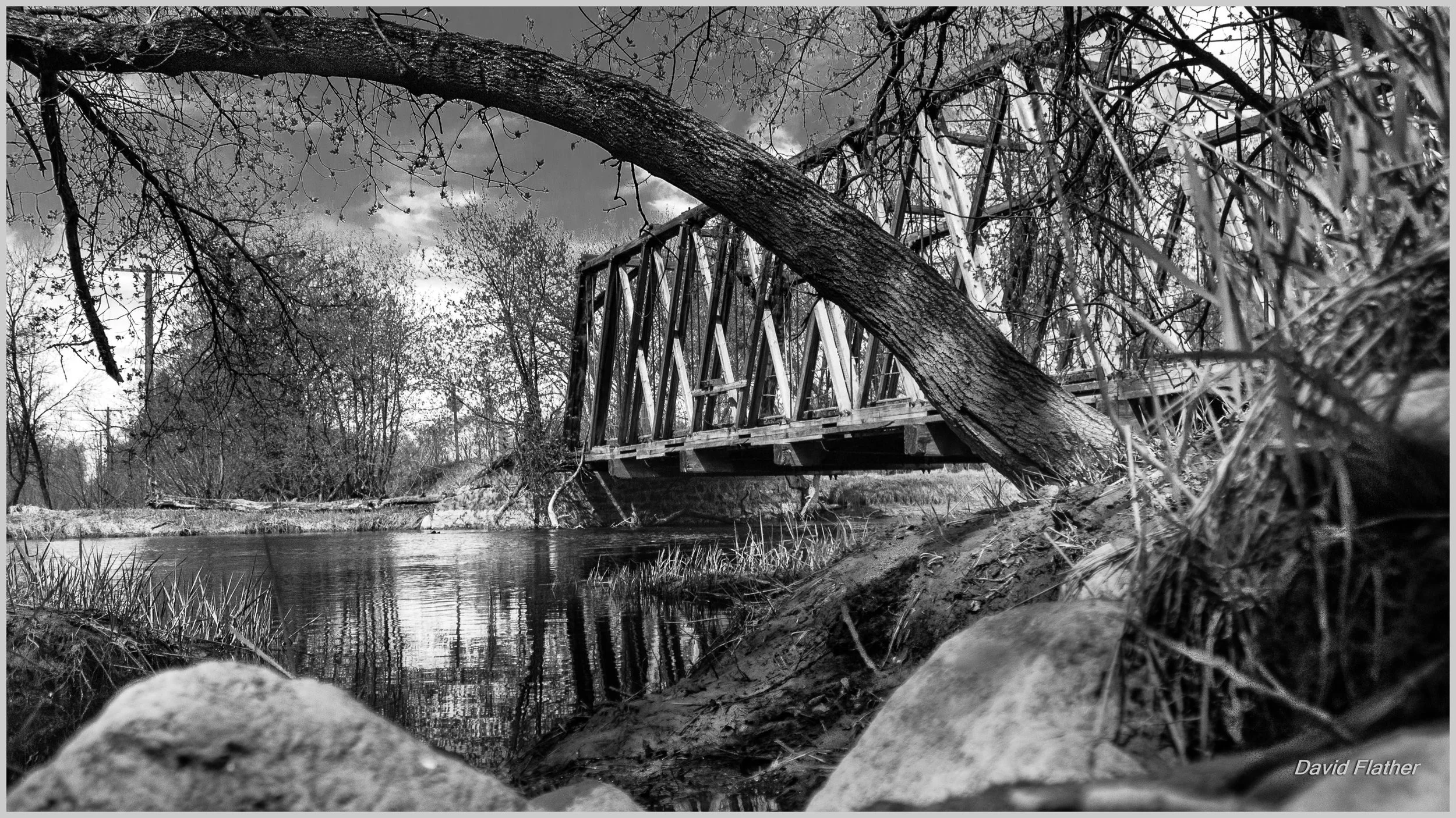 Tree leaning over a river toward the light, showing how reaction wood forms as the trunk counters gravity and shifting soil.