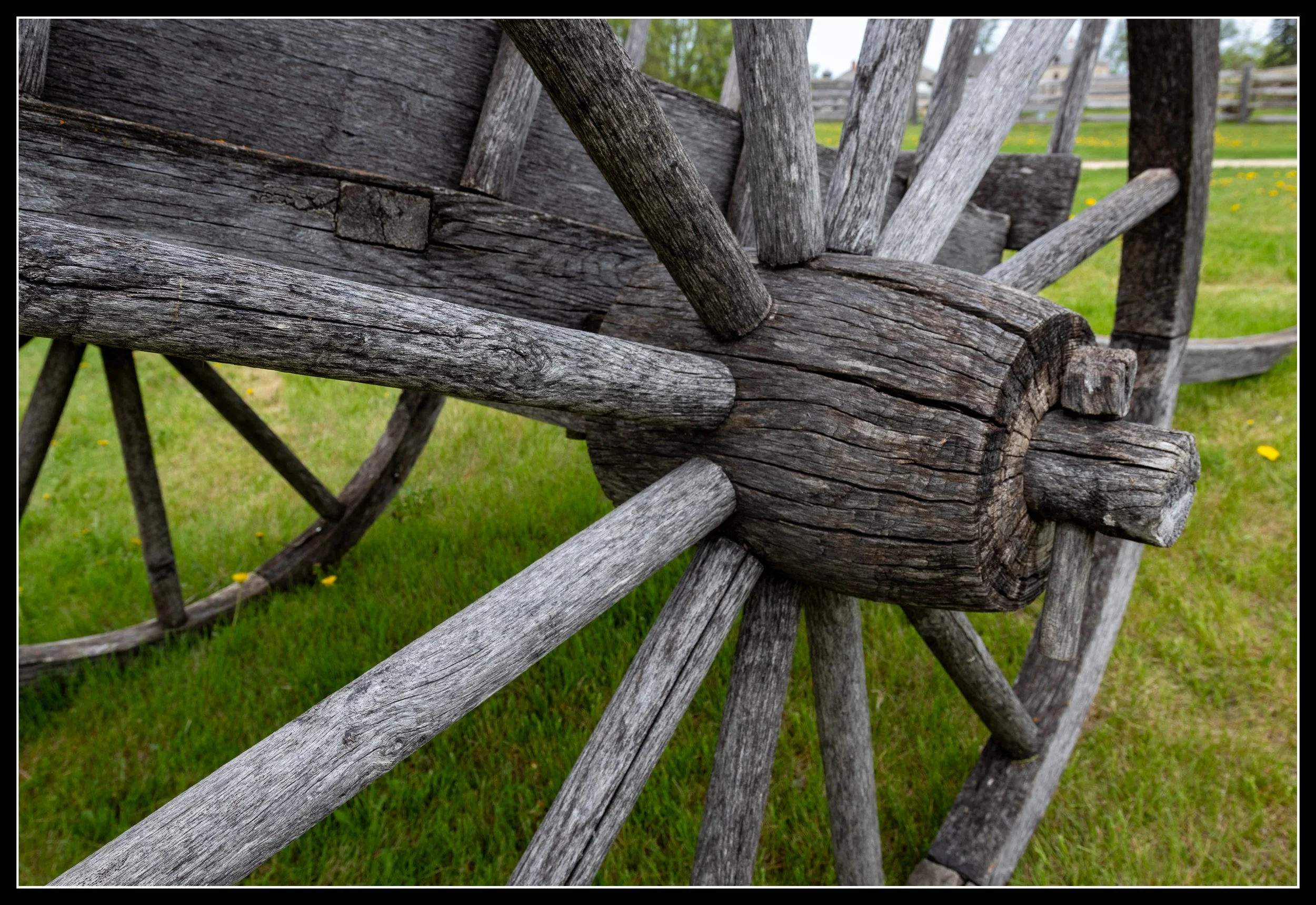 Weathered Red River ox cart wheel with elm hub and ash spokes, showing traditional prairie wheel construction and fur‑trade era craftsmanship.