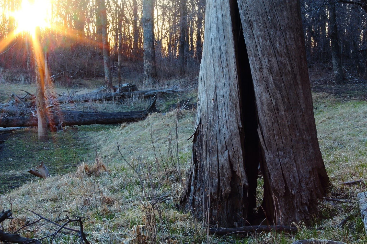 Split tree trunk near a riverbank at sunset, showing how shifting land pressure can crack and kill a tree that once helped stabilize the surrounding forest.