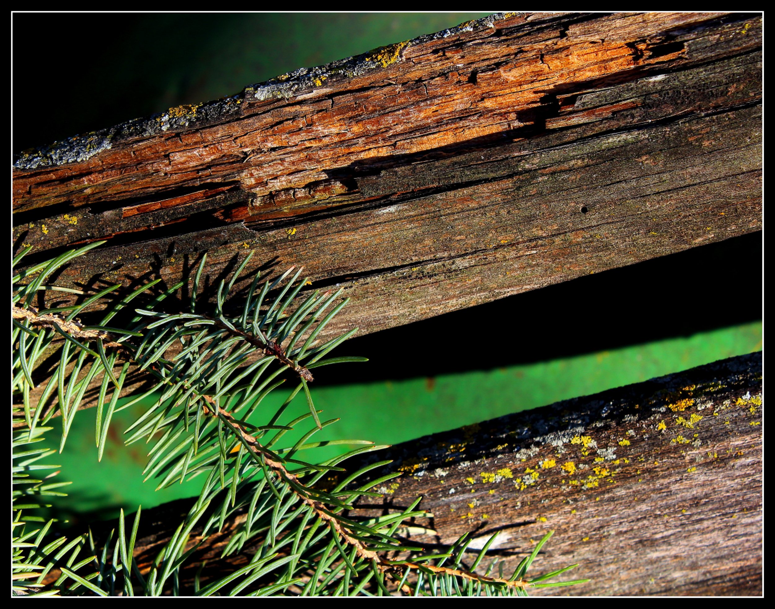Weathered spruce boards showing early rot and moss growth, illustrating how untreated spruce fails quickly outdoors.