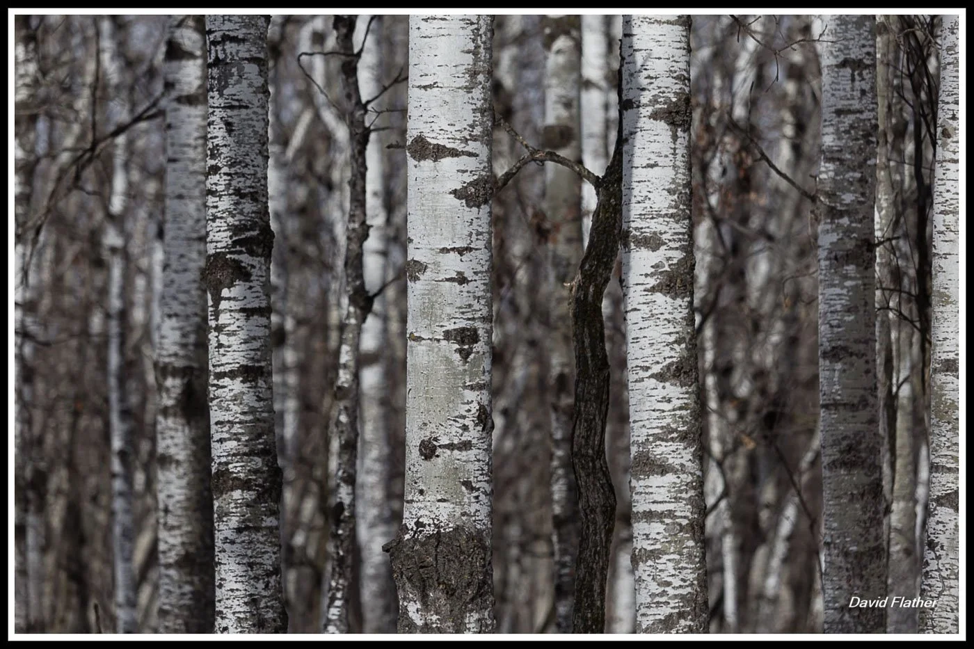 A dense winter grove of aspen trees at FortWhyte Alive in Winnipeg, with tall white trunks standing close together and bare branches creating a textured, early‑succession forest scene.