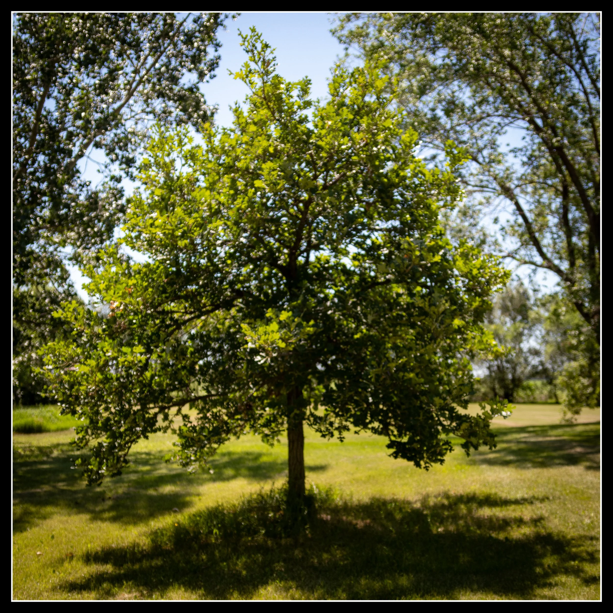 Bur oak planted in 1991, photographed in summer 2026, standing in sunlight with a full green canopy and slow, steady growth.