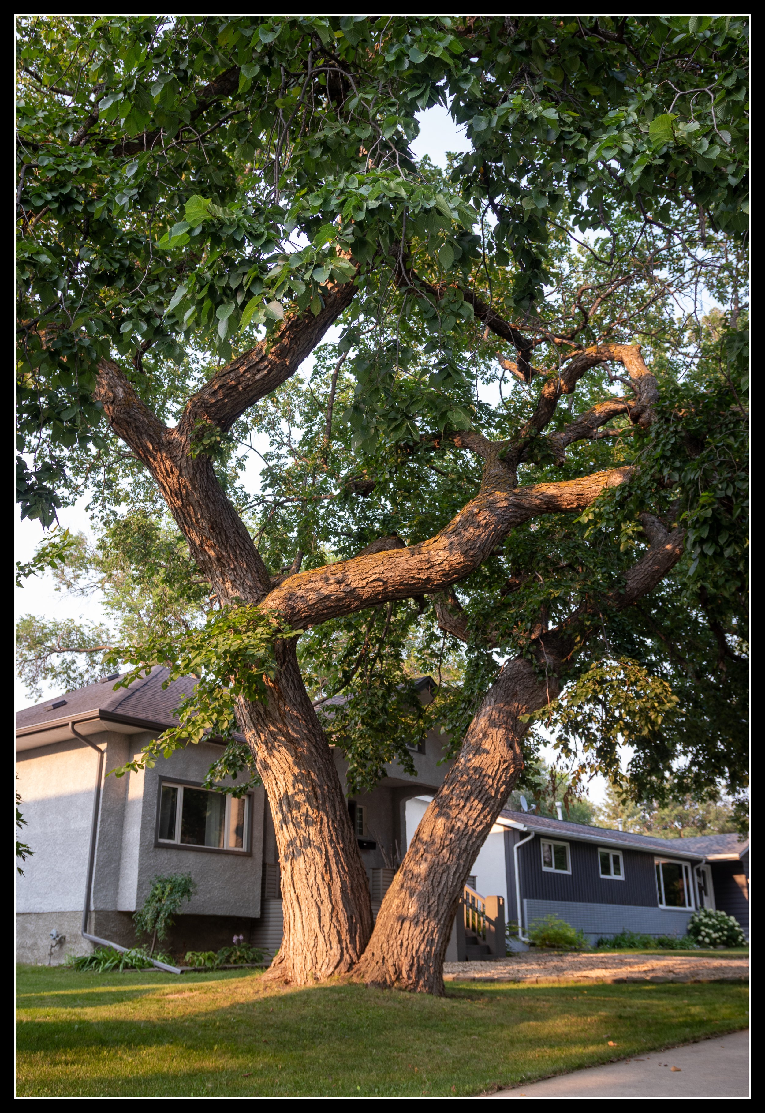 Large mature elm tree in a residential neighbourhood, showing sweeping branches and dense canopy.