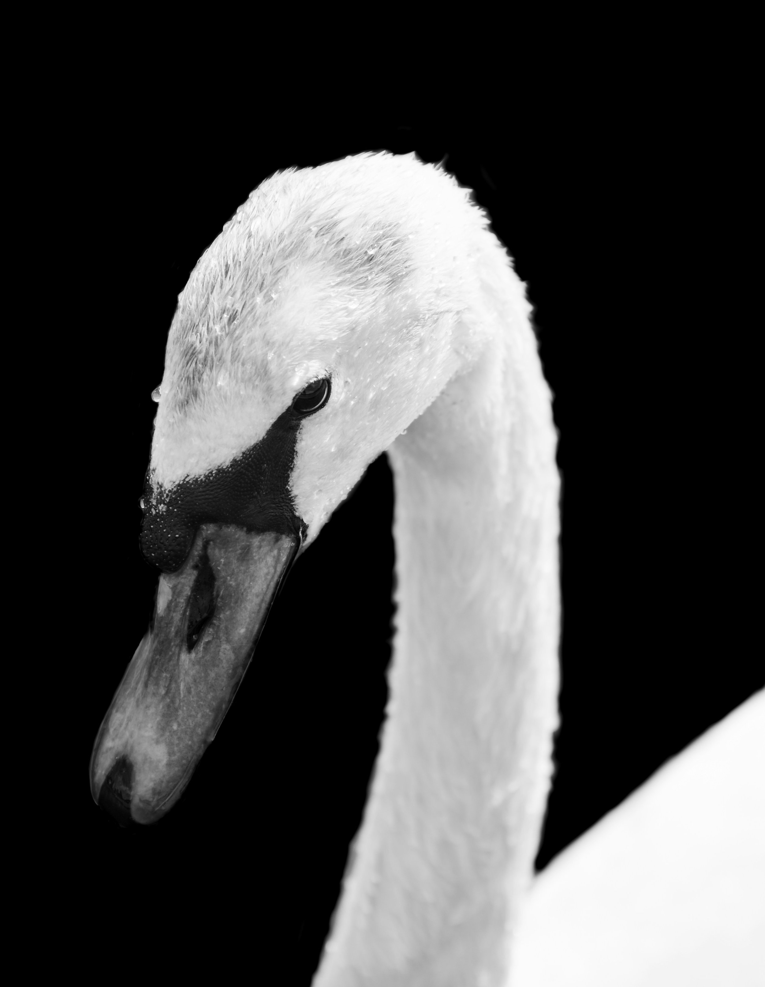 Close-up black-and-white photo of a swan's head and neck against a black background.