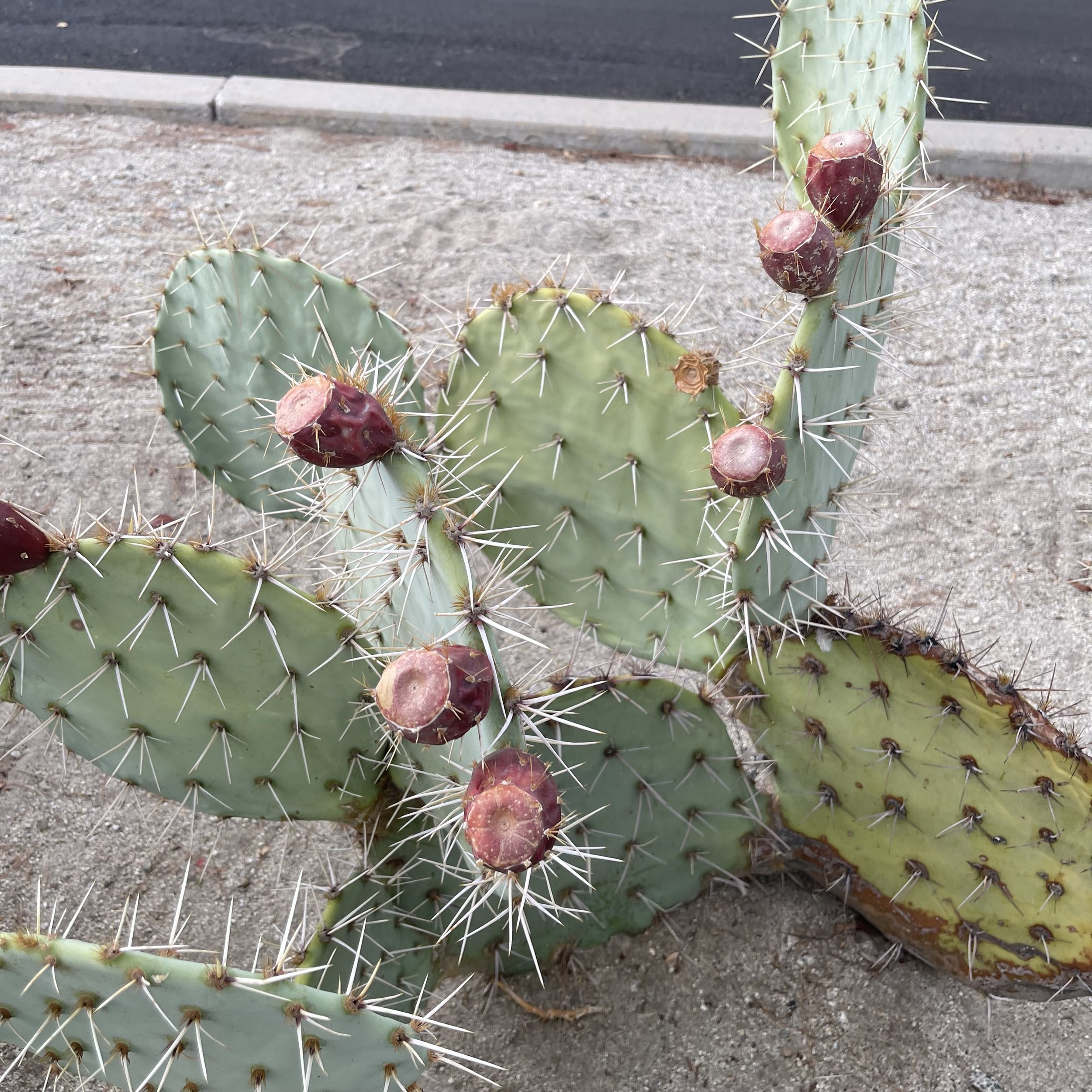 Close-up of a prickly pear cactus with purple fruit, on sandy ground.