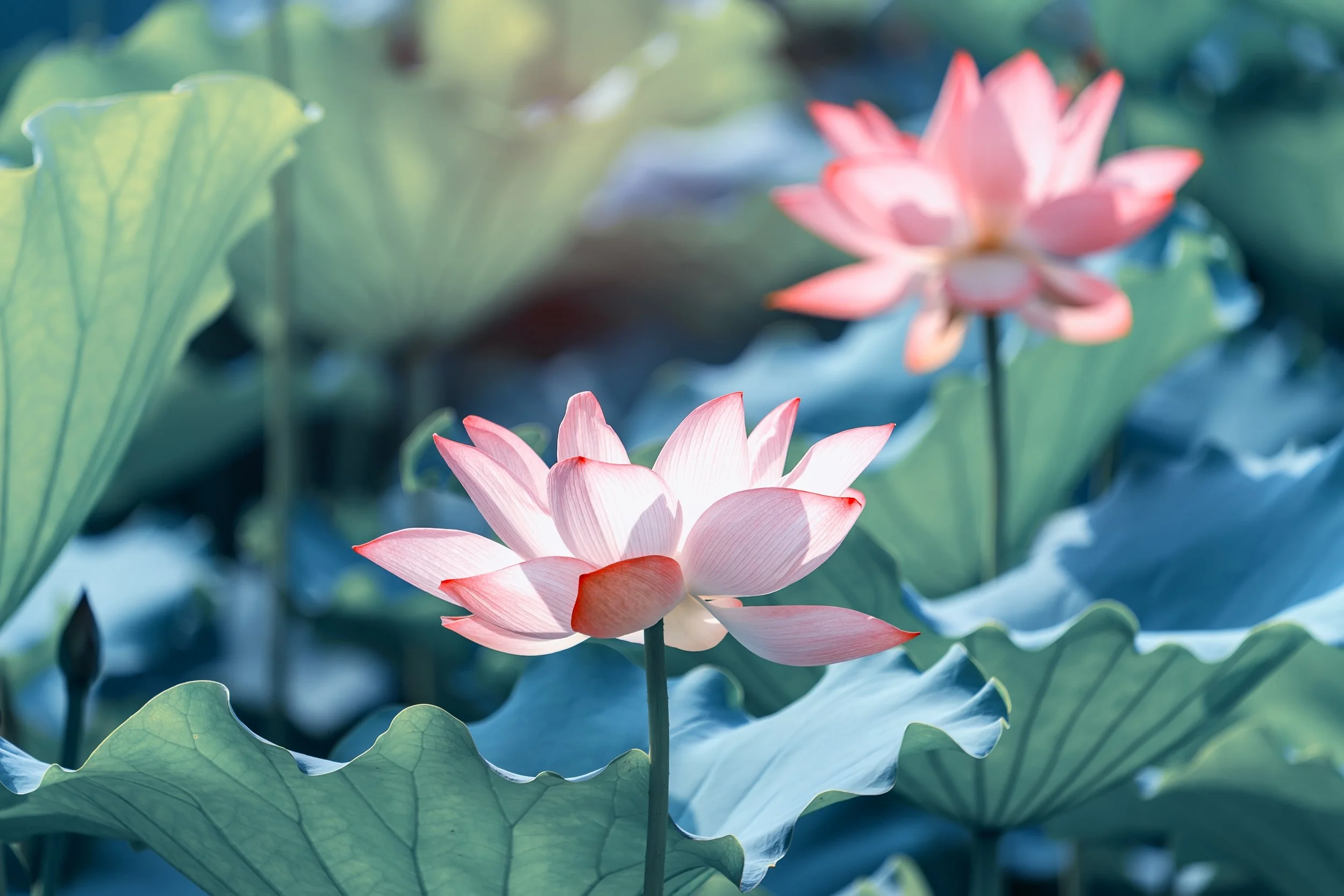 Pink water lilies with green leaves on a pond.