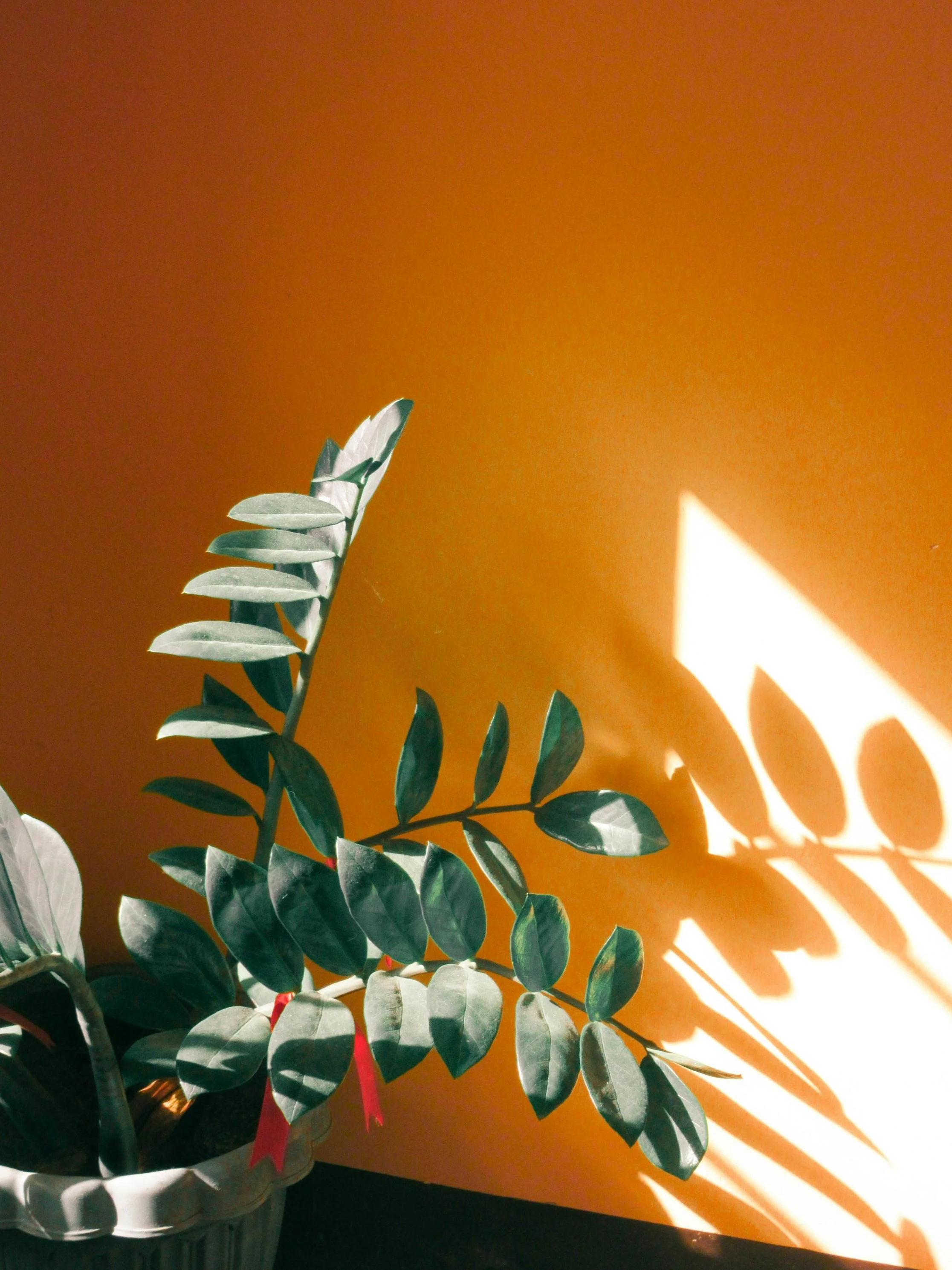 Attachment, Self-Trust and Authenticity: Nomii’s Co-Founder takes "Too Many Feelings, Too Little time"