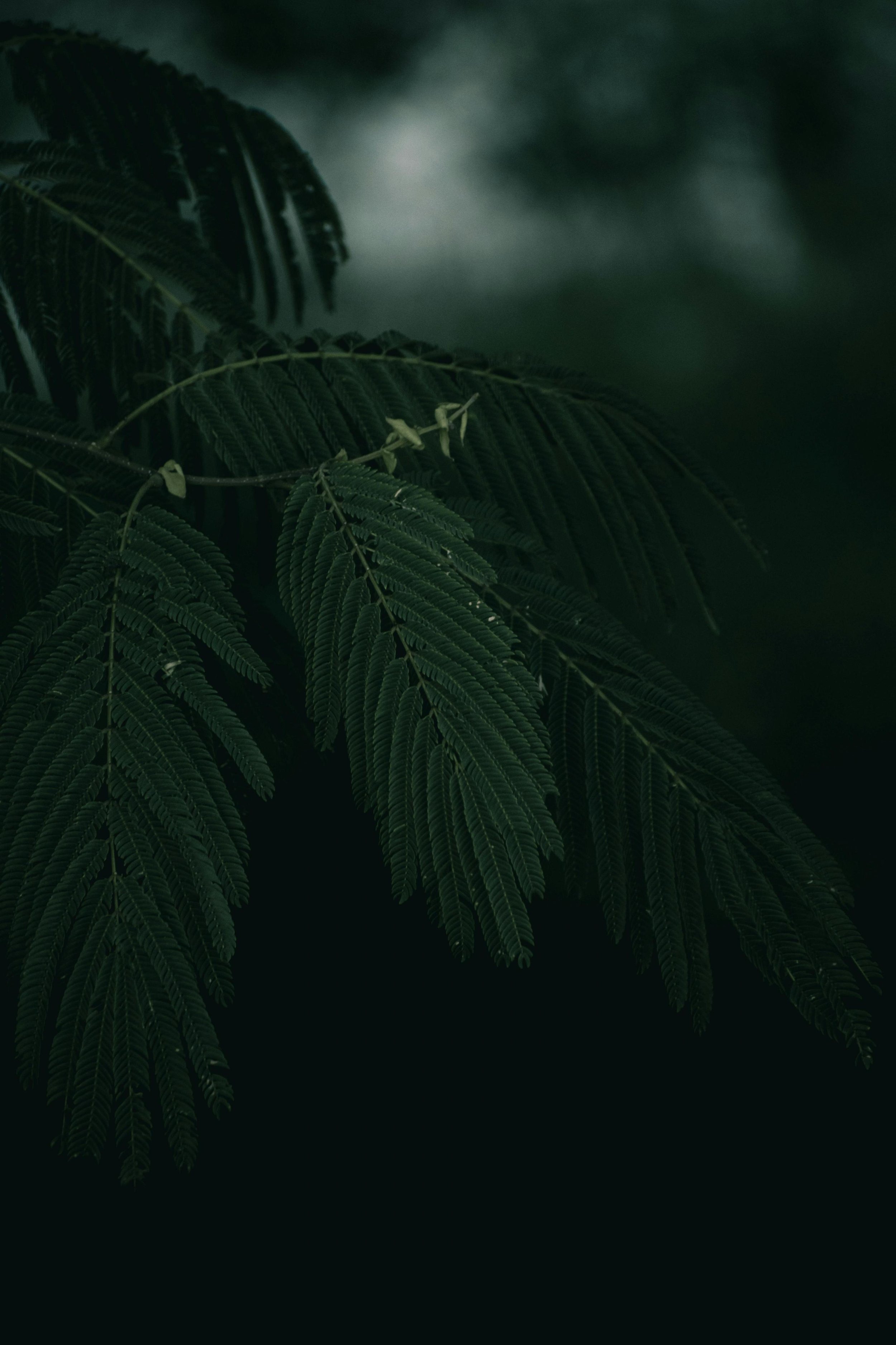 Attachment, Self-Trust and Authenticity: Nomii’s Co-Founder takes "Too Many Feelings, Too Little time"