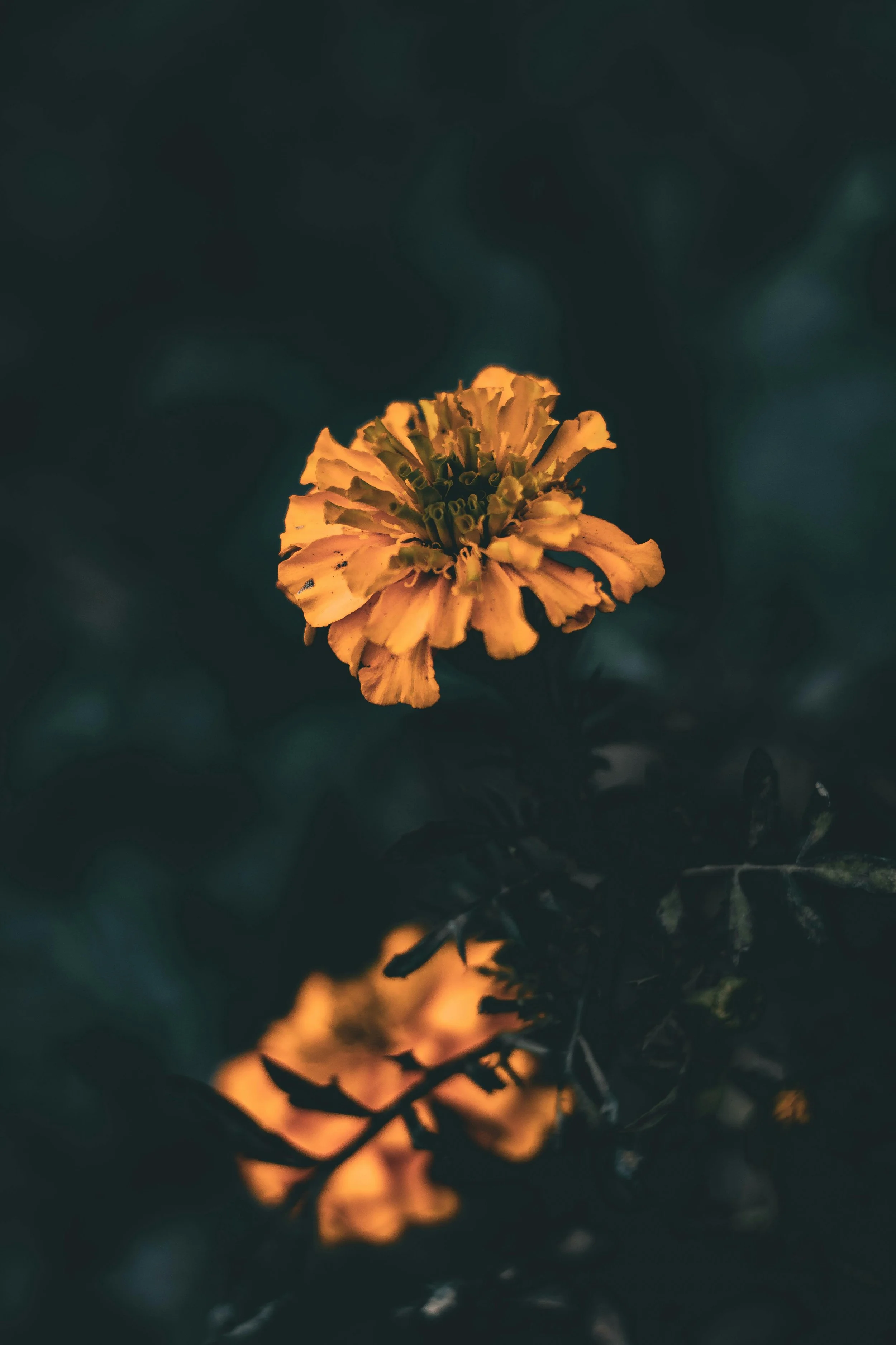 A yellow flower with ruffled petals and a green center against a dark green background, with hints of orange light reflecting on other flowers or leaves.