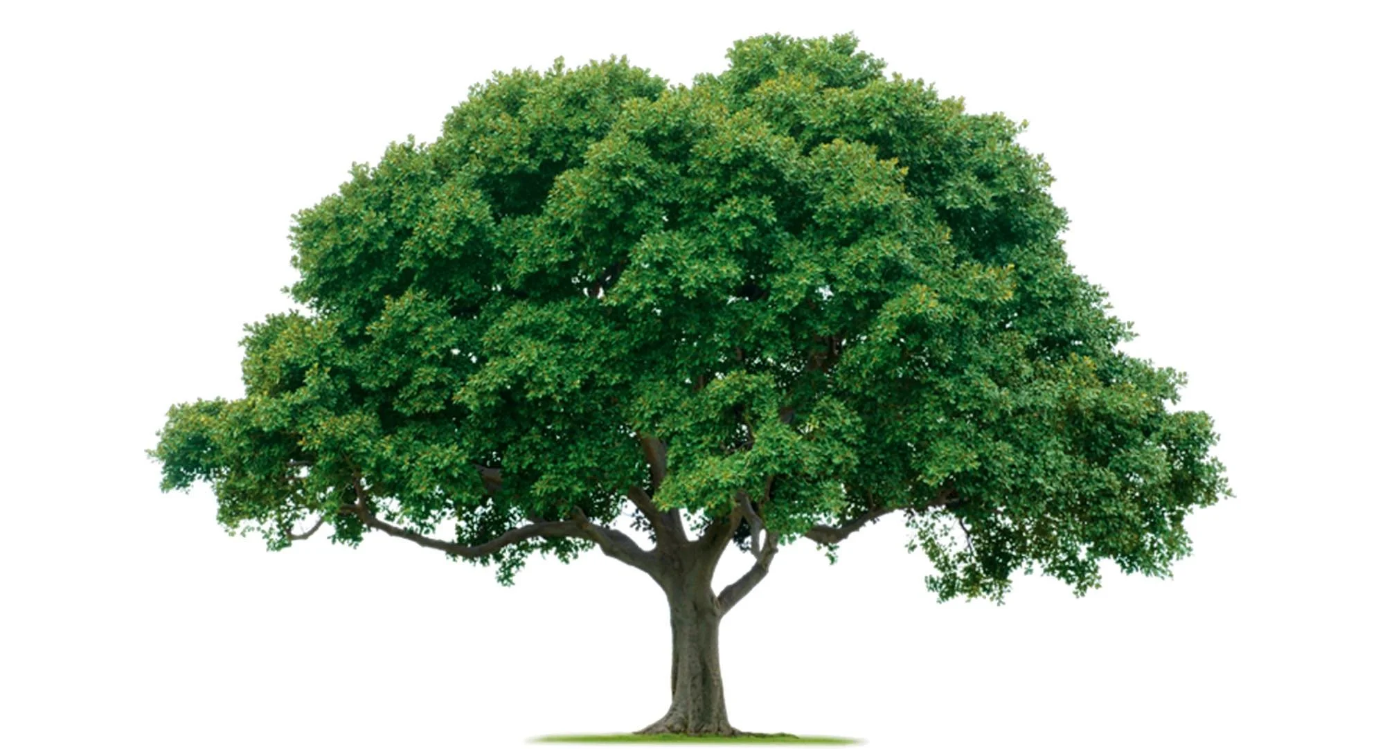 A large, lush green tree with a thick trunk and dense foliage, isolated on a white background.