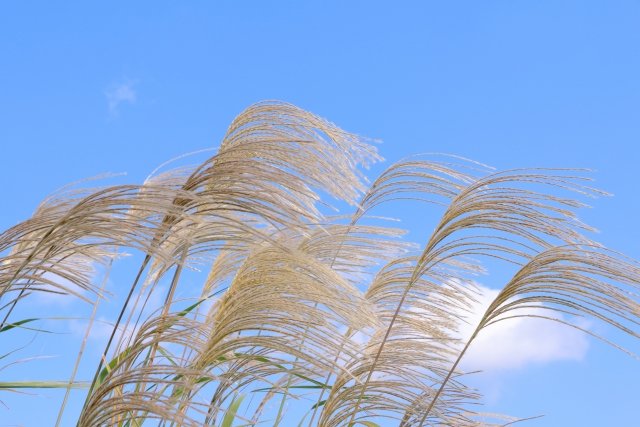 基幹相談支援センターとは？