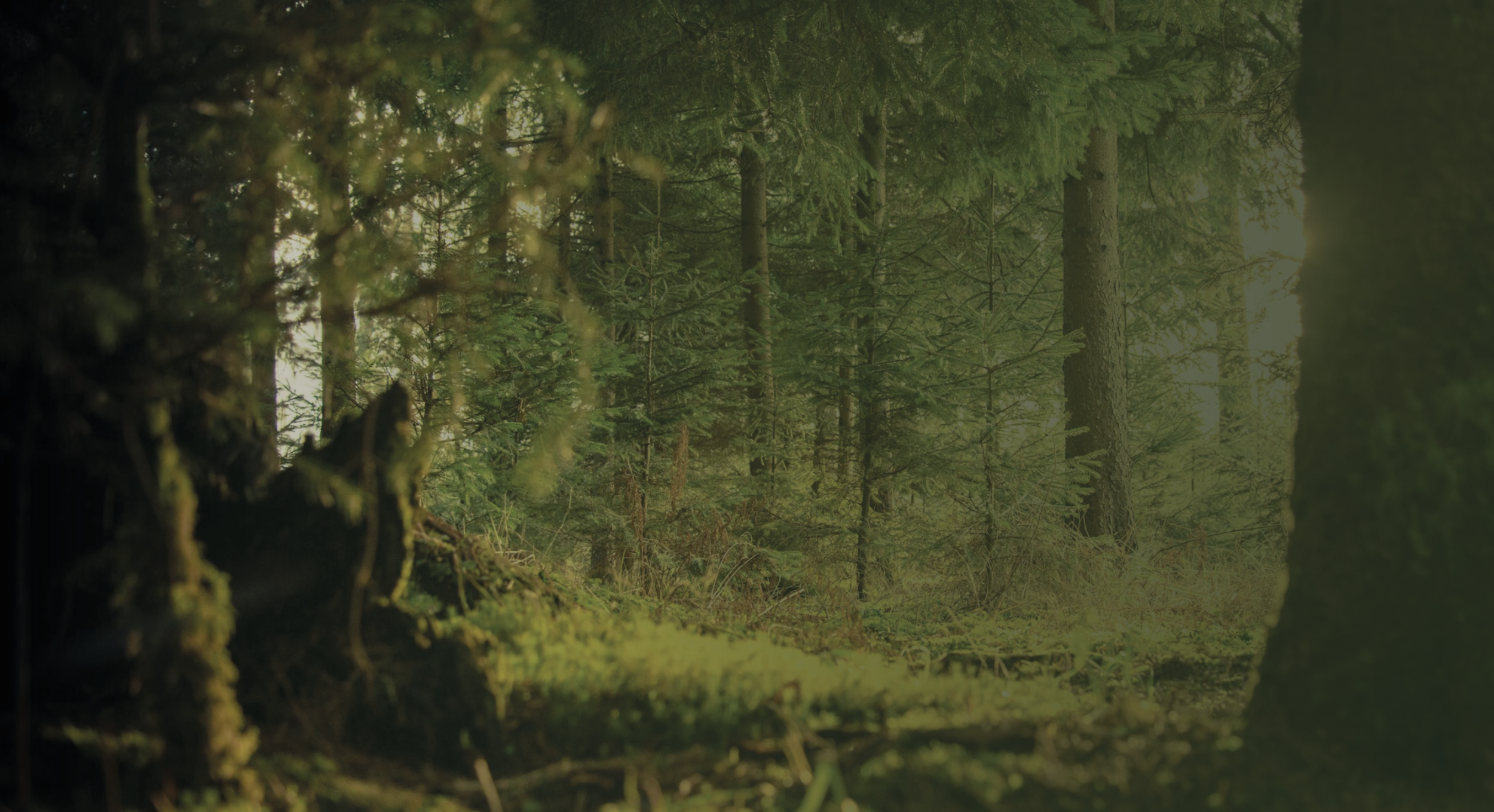Une forêt dense avec des arbres verts et un sol recouvert de mousse et de branches, légèrement éclairée par la lumière du soleil.