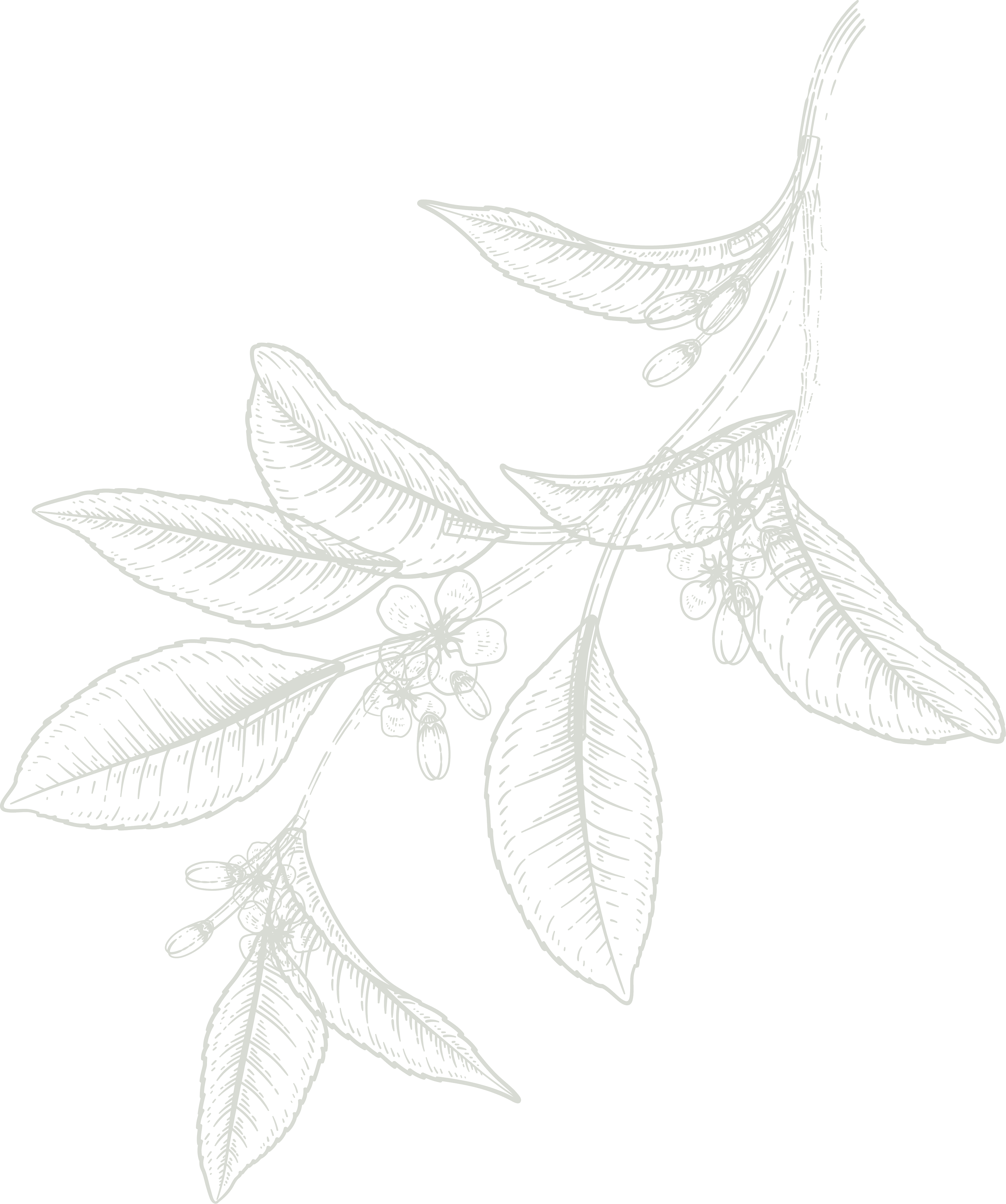 Dessin d'une branche d'arbre avec des feuilles et des baies