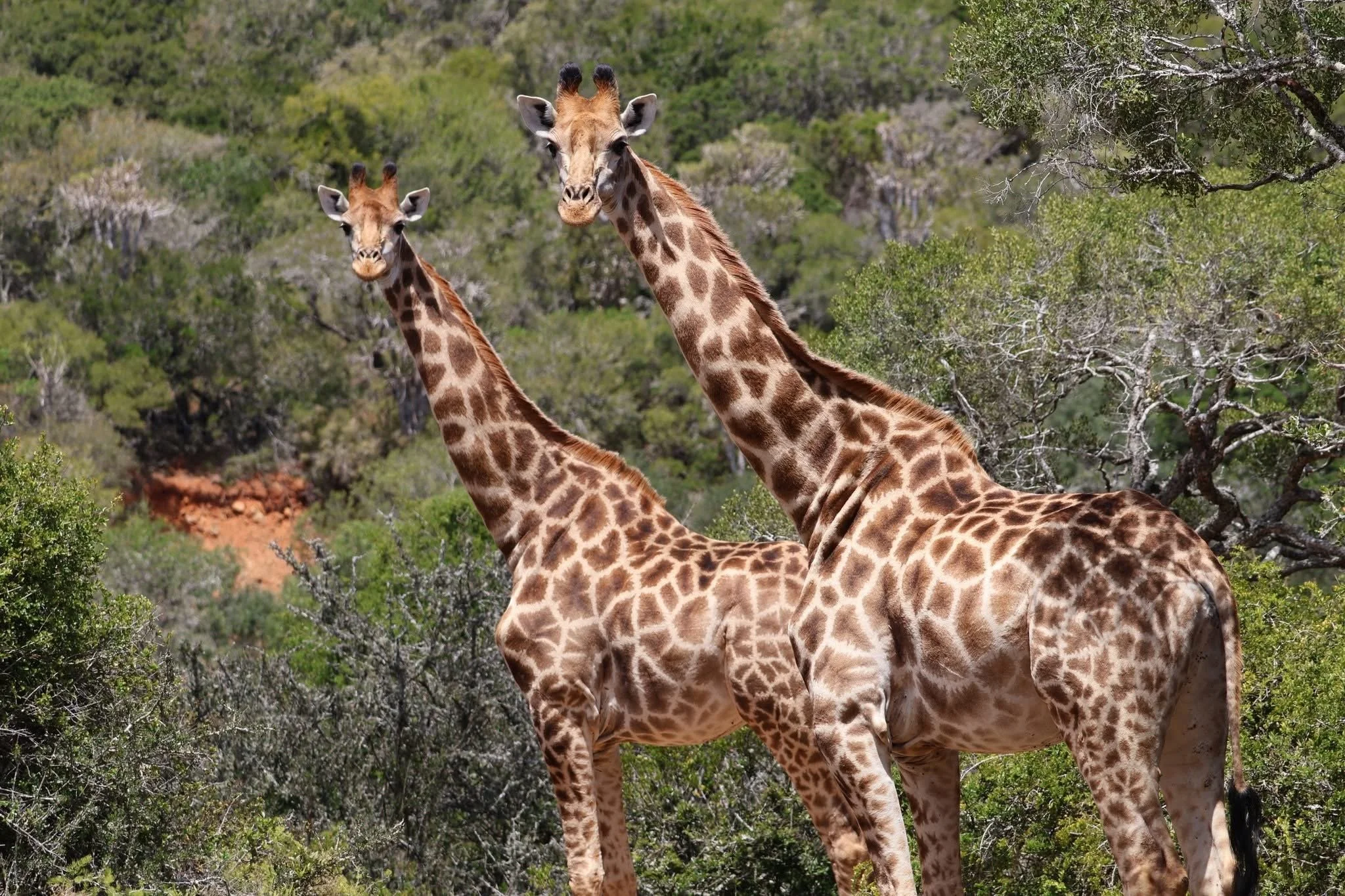 Two giraffes standing in a green, bushy landscape.
