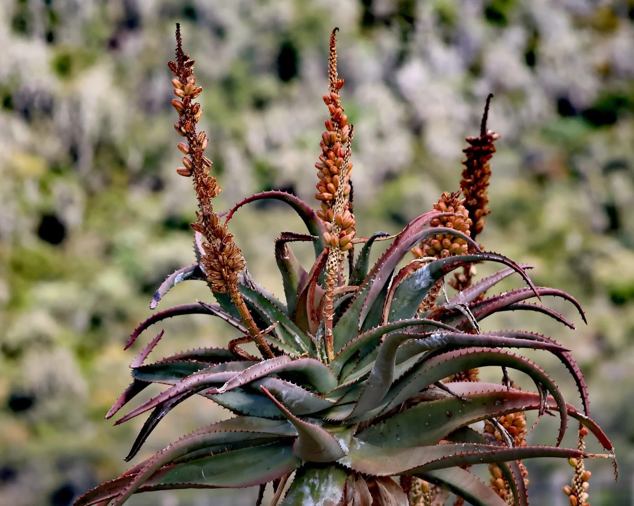 Close-up of a succulent plant with long, spiky, reddish-green leaves and tall, reddish-brown flowering stalks.