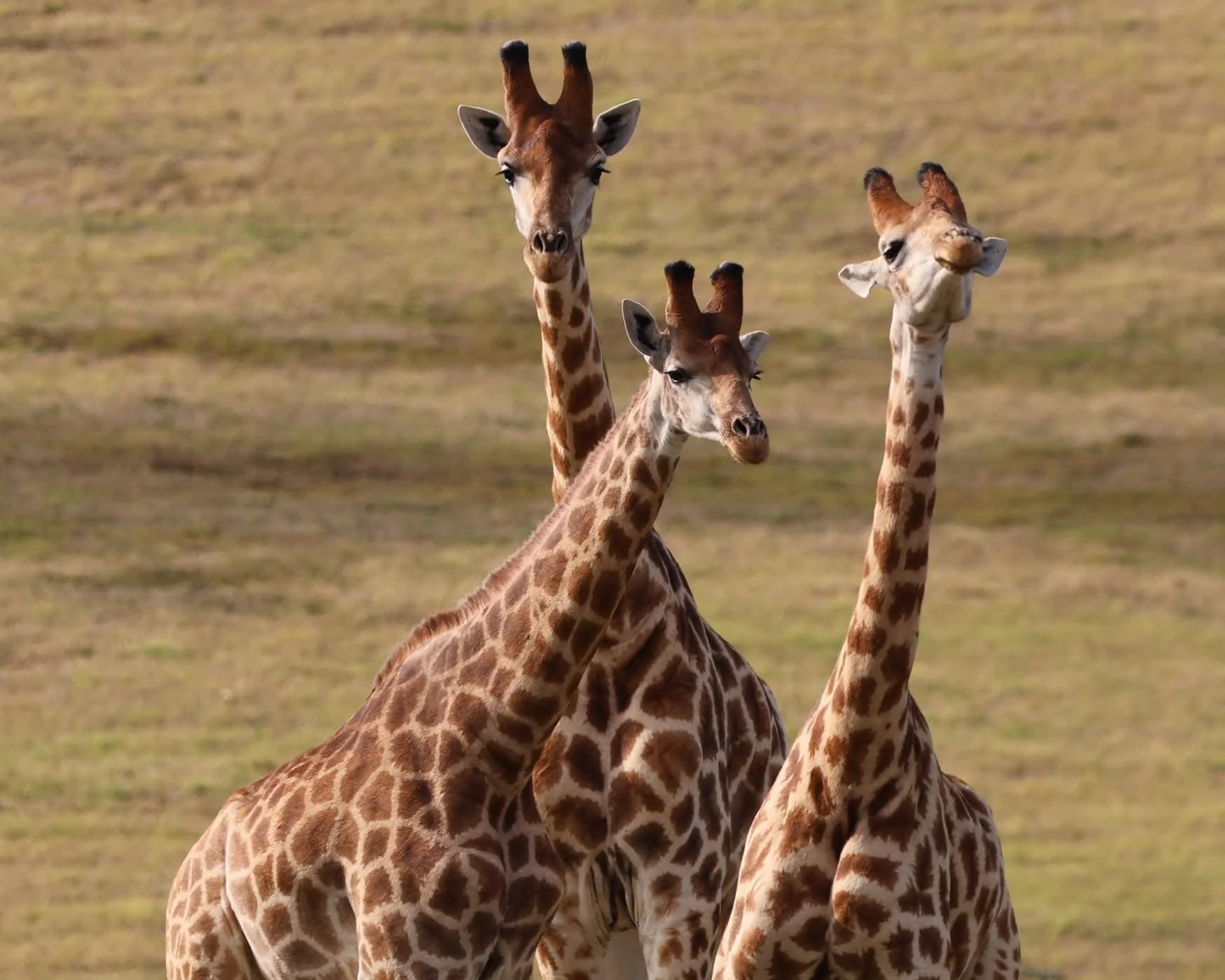 Three giraffes standing in a grassy plain with a blurry background.