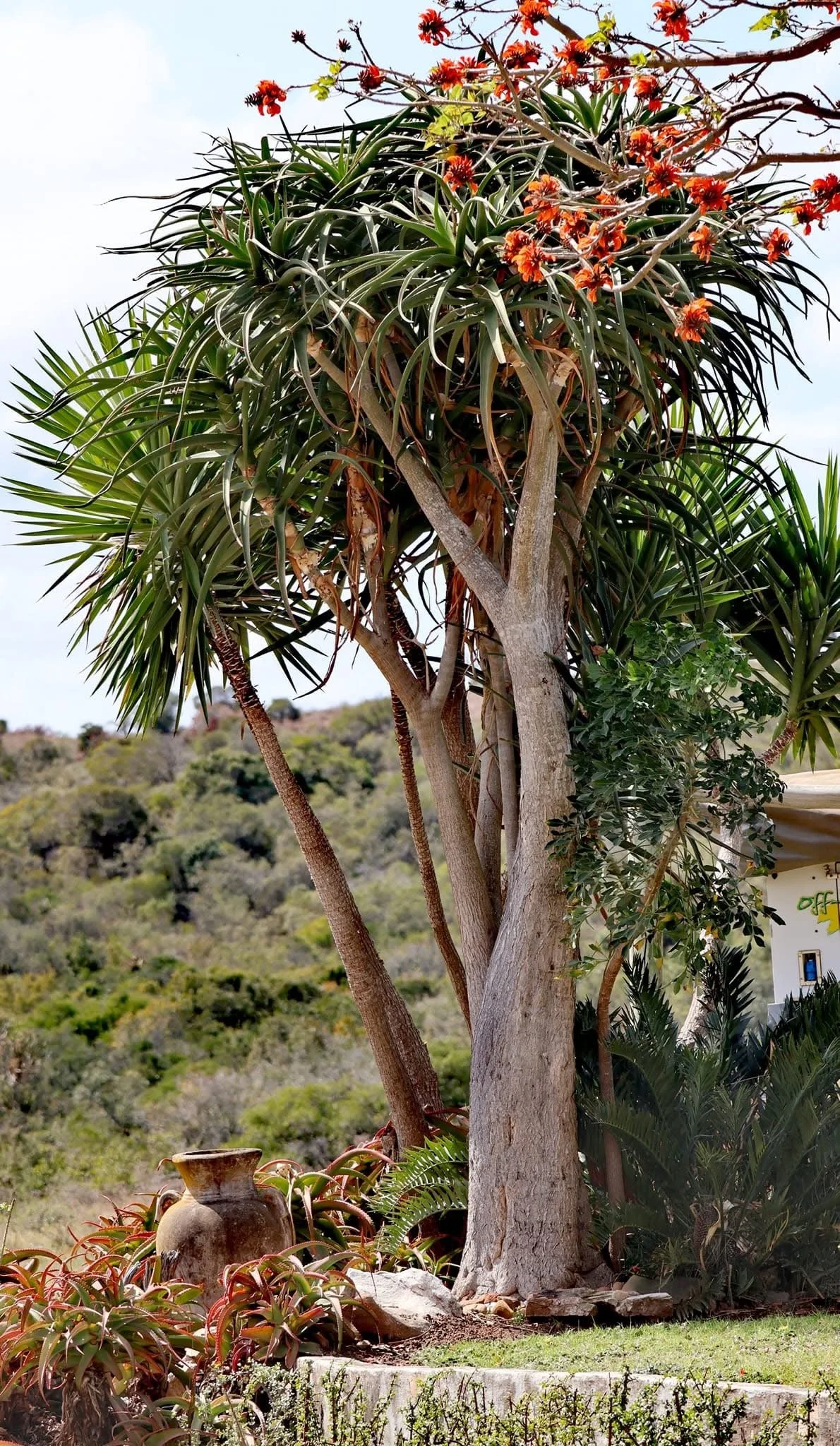 A tall tree with long, slender leaves and orange flowers at the top, surrounded by various plants, a clay pot, and a hillside in the background.