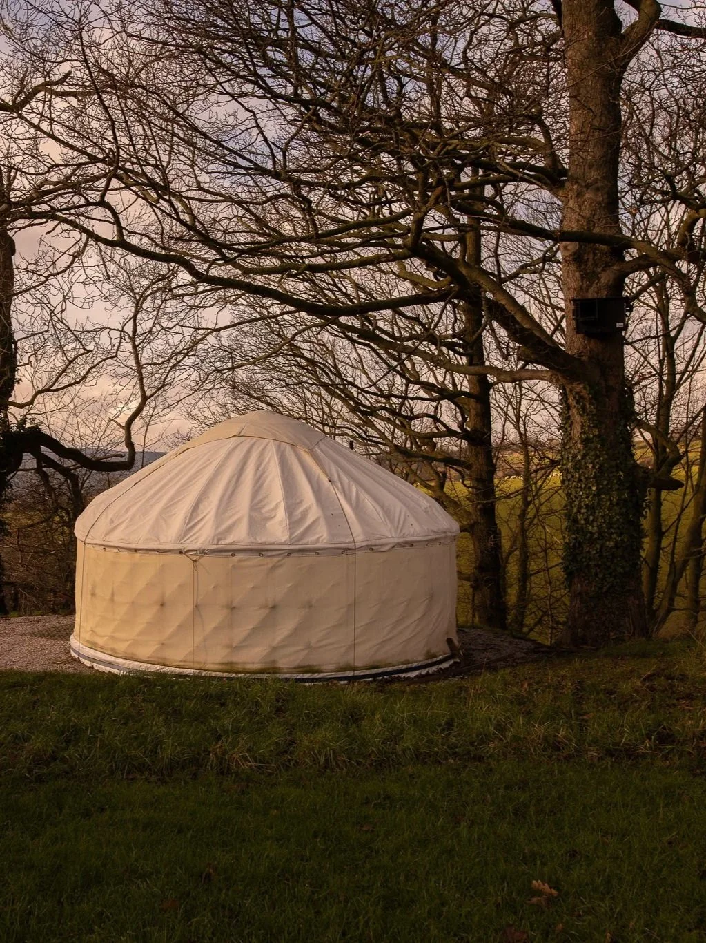 A white tent set up on grass with leafless trees in the background during twilight.