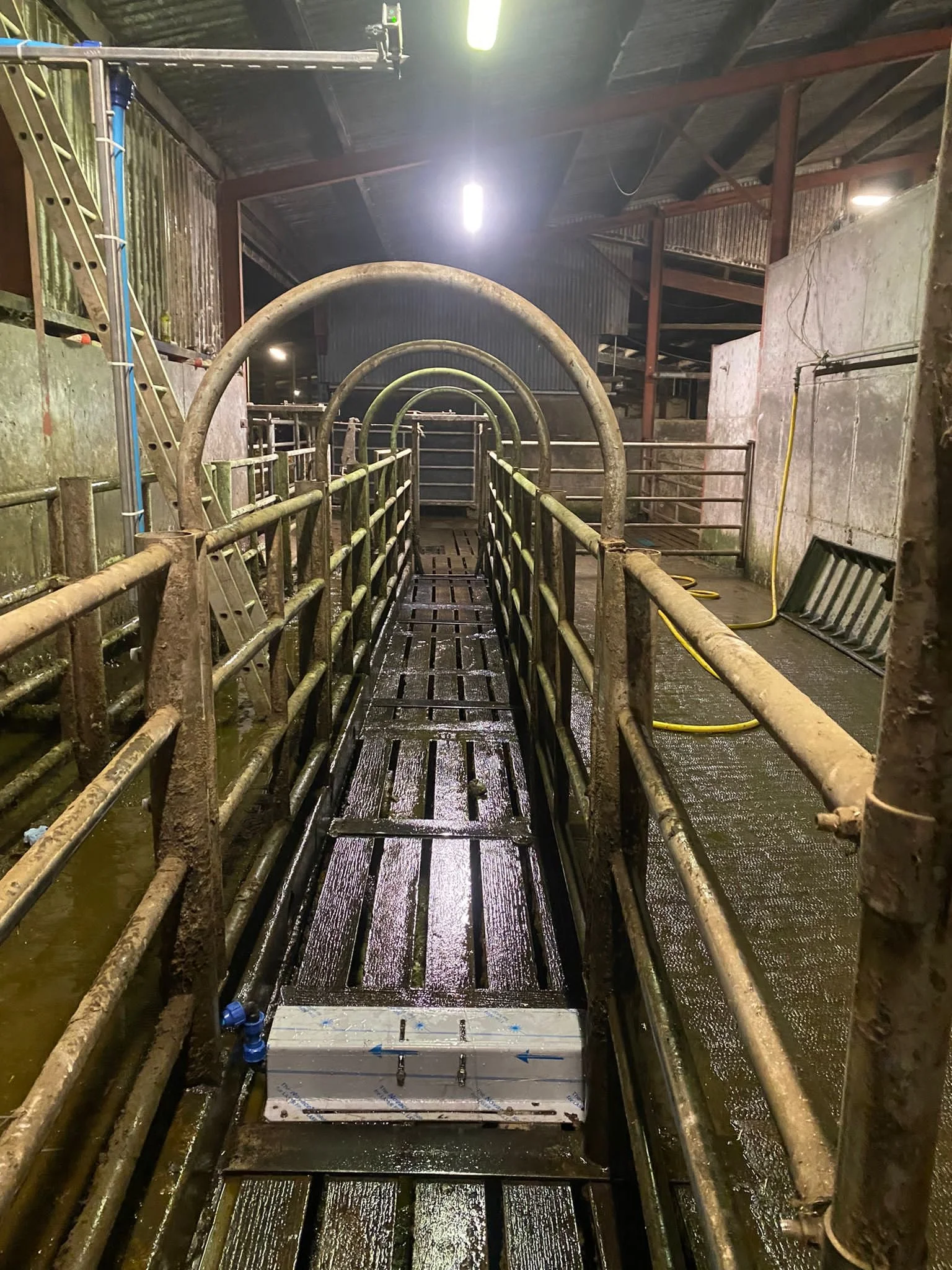 A wet, narrow metal walkway with surrounding safety railings inside a livestock barn or farm facility, with curved arches overhead and fluorescent lighting.