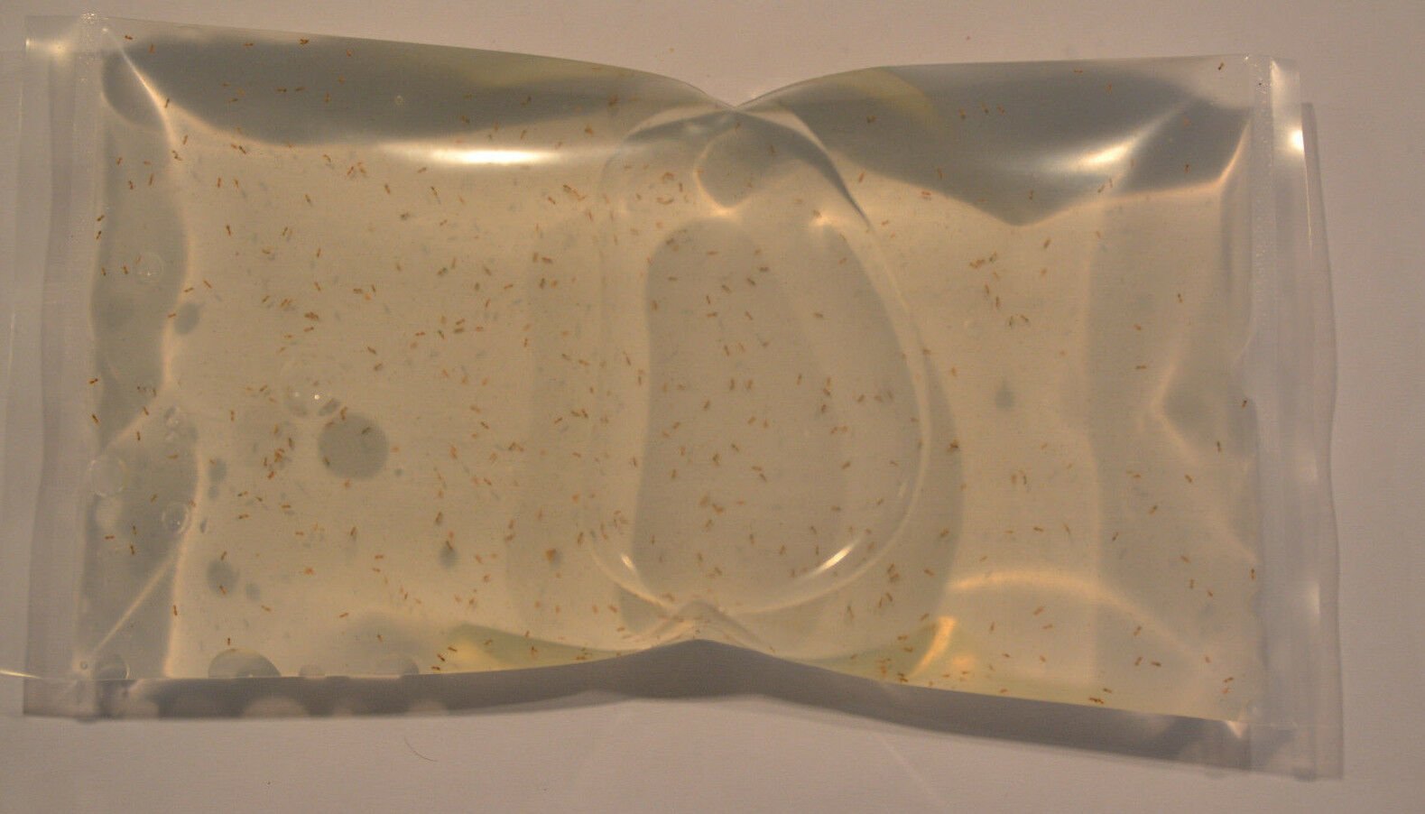 Copepods Brine Shrimp Rotifers Phytoplankton 150m