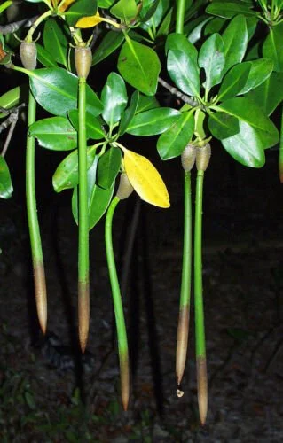 5 x Red Mangrove Plant Rooted 7-12" Long