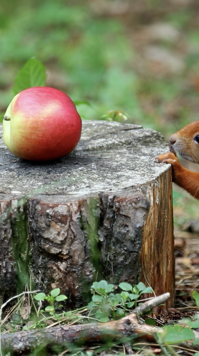 INSTAGRAM - Mac Squirrel's First Apple