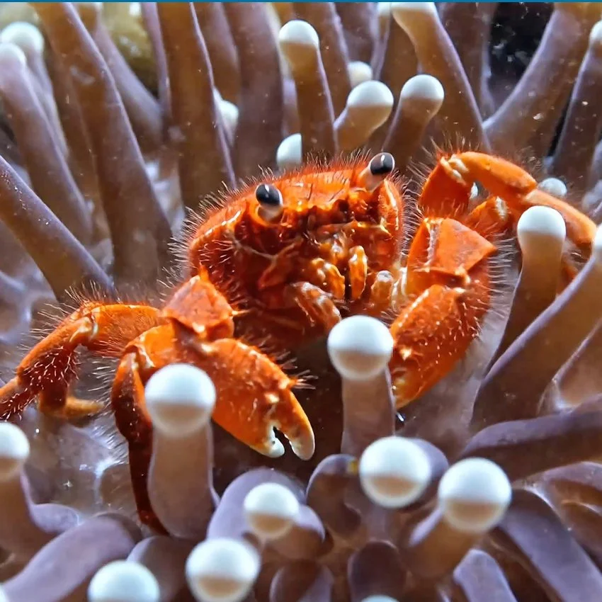 INSTAGRAM - Crabby in the Morning