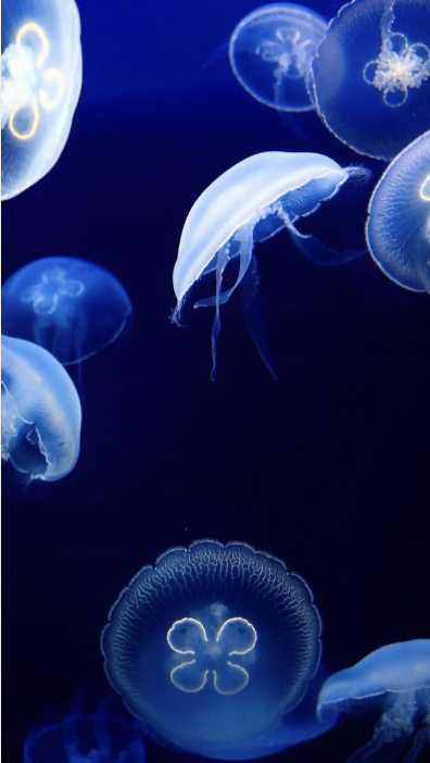 INSTAGRAM - Gently moving the ocean below (Created with AI