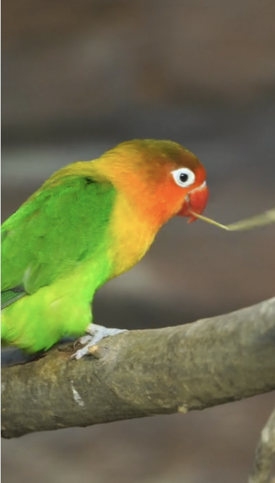 INSTAGRAM - Playful Parrot