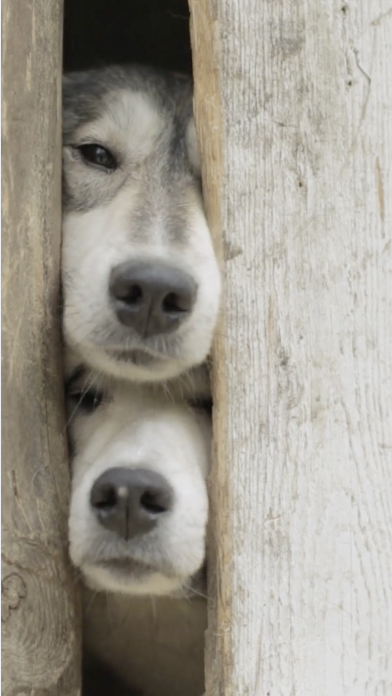 INSTAGRAM - Dogs being Dogs