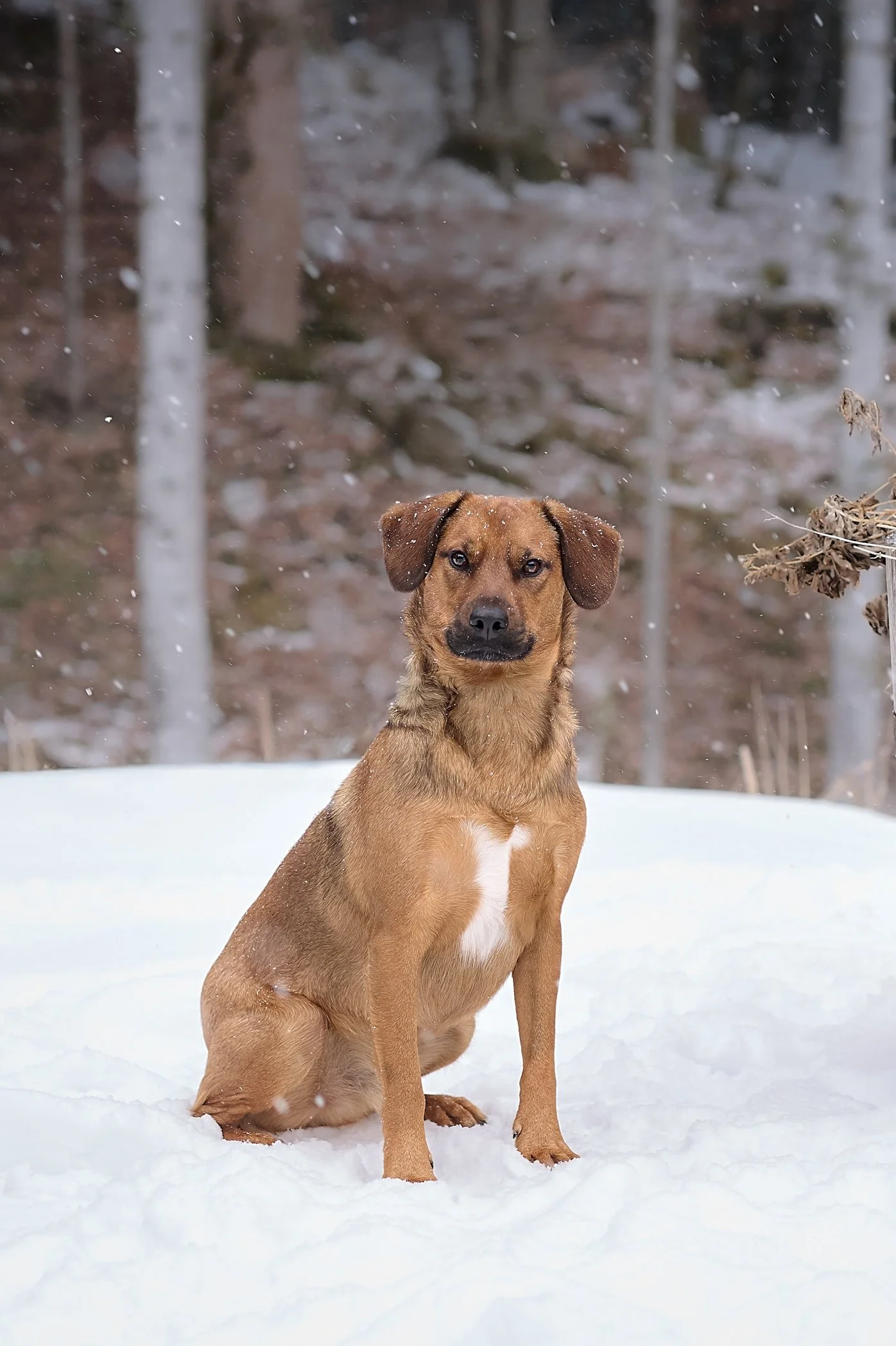Ein brauner Hund mit Schlappohren sitzt im Schnee vor einem bewaldeten Hintergrund.
Der braune Hund schaut in die Kamera.