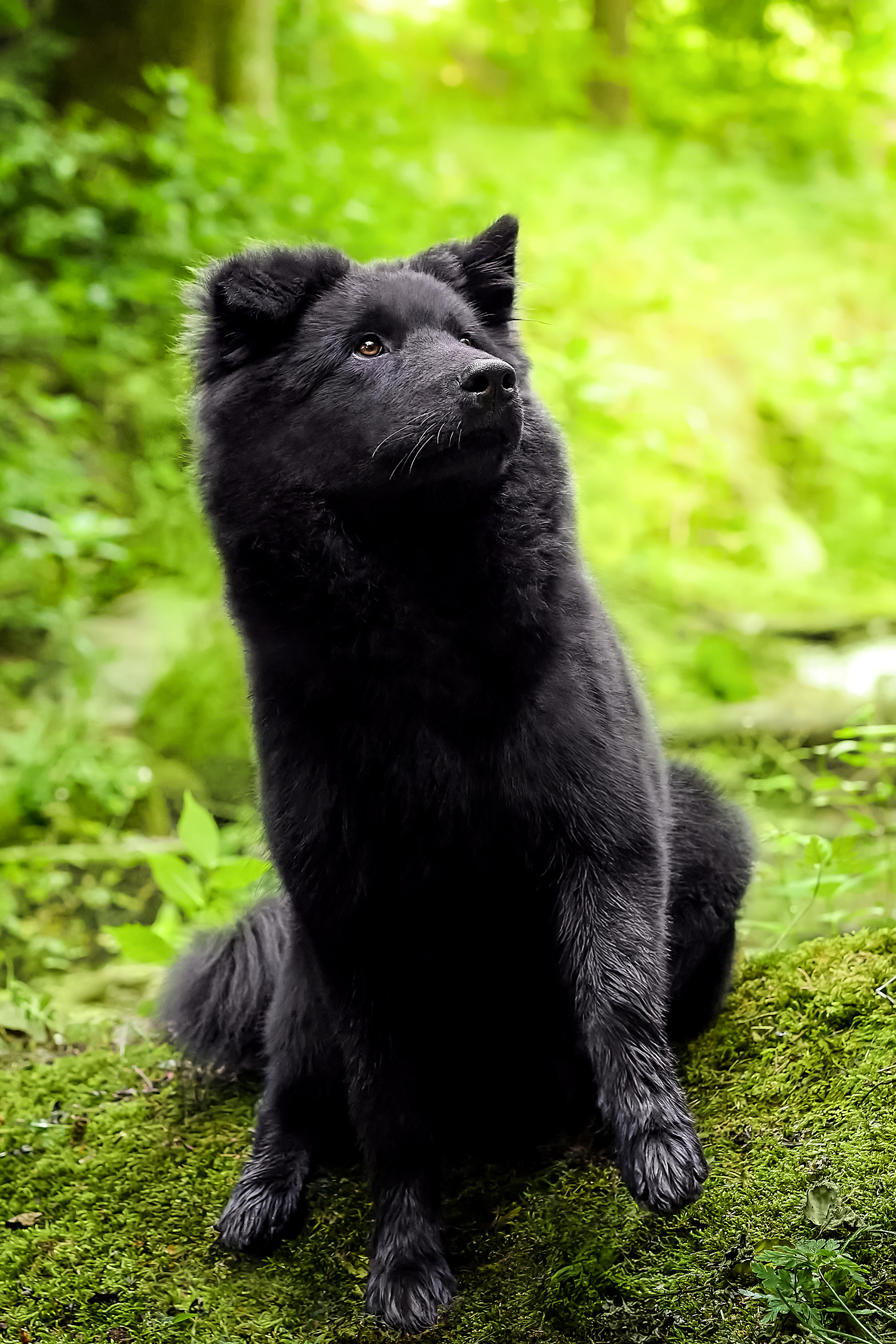 Schwarzer Eurasierwelpe sitzt auf moosbedecktem Boden in einem grünen Wald und hebt eine Pfote.