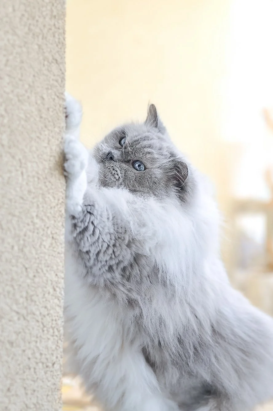 Ein langhaariger grauer und weißer Kater, der sich an einer Wand kratzt.
