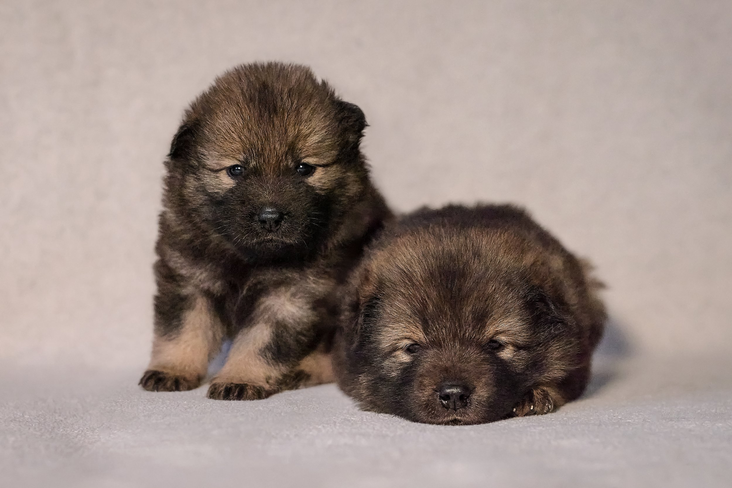 Zwei kleine Welpen, einer steht, der andere liegt dösend auf einem grauen Hintergrund.
Beide Welpen schauen in die Kamera.