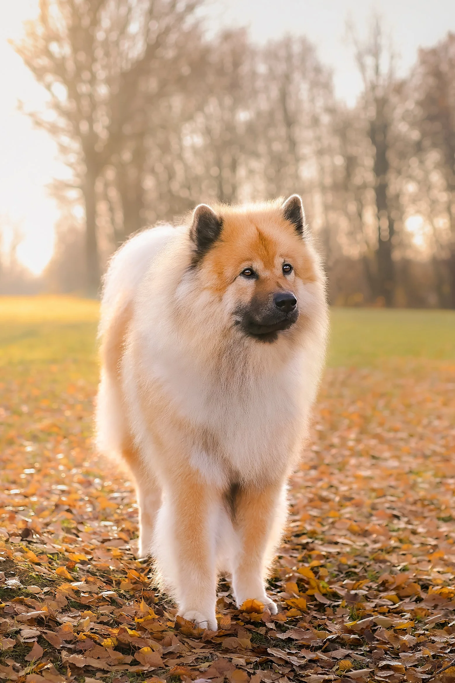 Ein großer, flauschiger Hund, ein roter Eurasier mit cremefarbenen Flecken, steht in einem Park mit Herbstlaub auf dem Boden und Bäumen im Hintergrund. Es ist sonnig, und die Atmosphäre wirkt ruhig und friedlich.