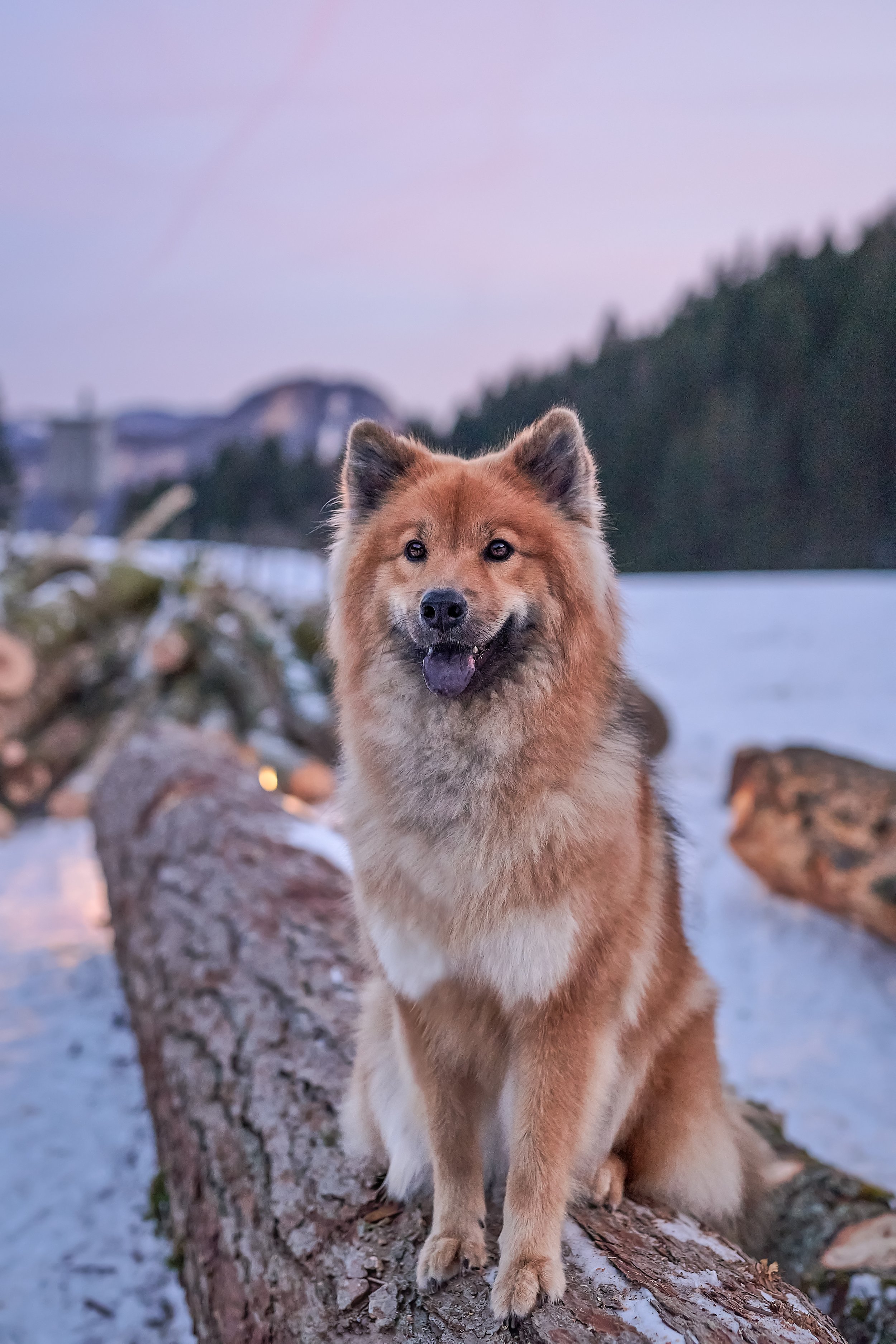 Ein Hund sitzt auf einem Baumstamm im Schnee vor einer winterlichen Landschaft mit Wasser und Bäumen im Hintergrund bei Sonnenuntergang.