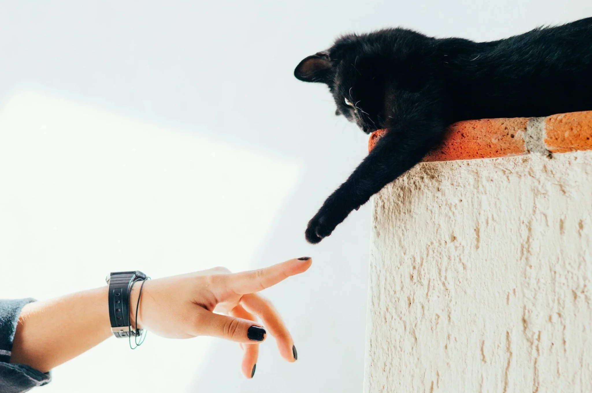 A black cat stretching and reaching down toward a person's finger, which is extended from a hand that is wearing a watch and bracelets, against a light background.