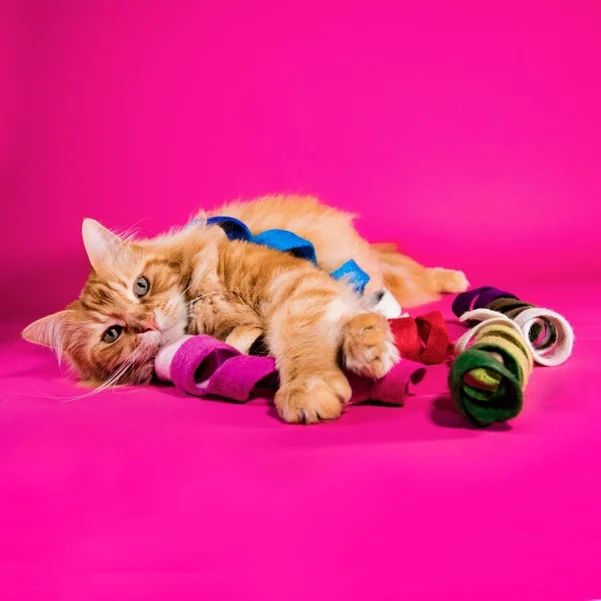 Spinny Spiral - Felt Cat Toy