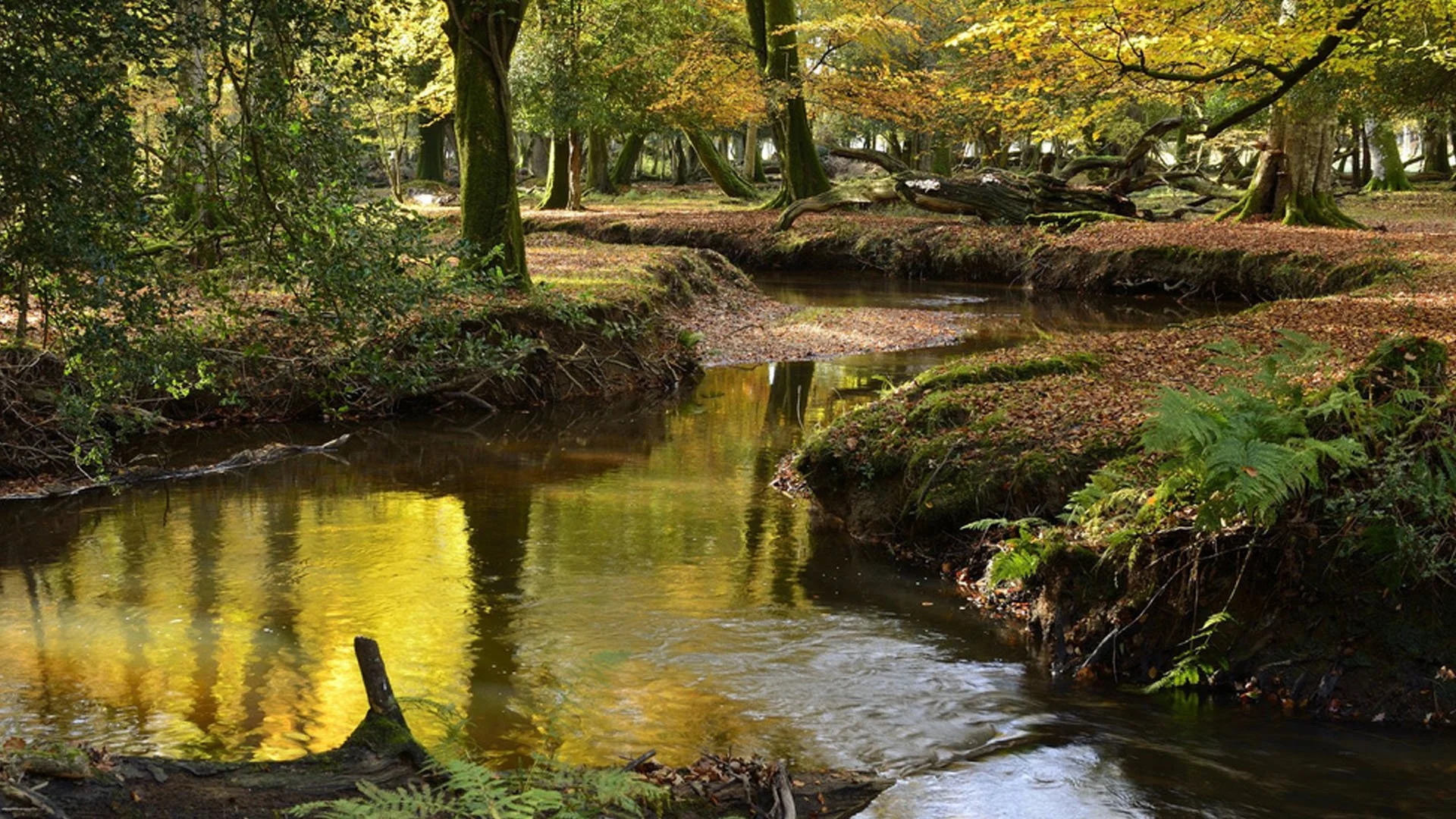 A peaceful forest scene with a small creek flowing through moss-covered banks, surrounded by trees with green and yellow leaves.