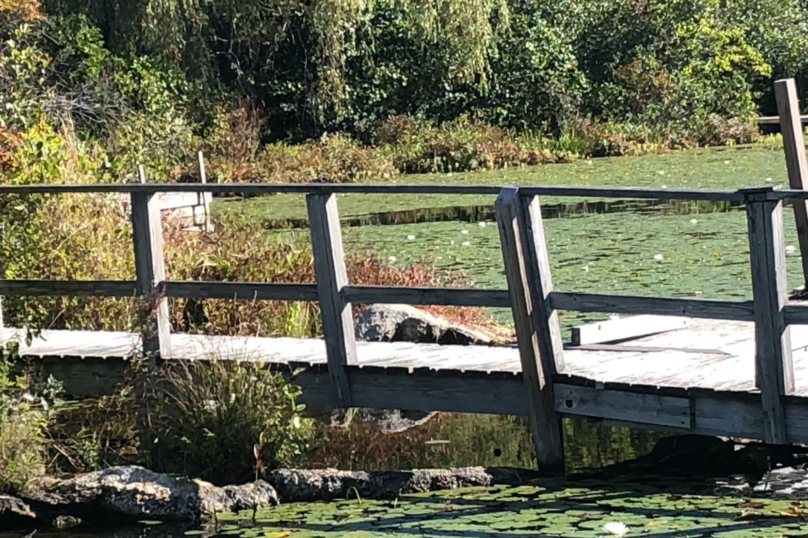 A small wooden footbridge over a pond with green lily pads, surrounded by lush green bushes and trees.