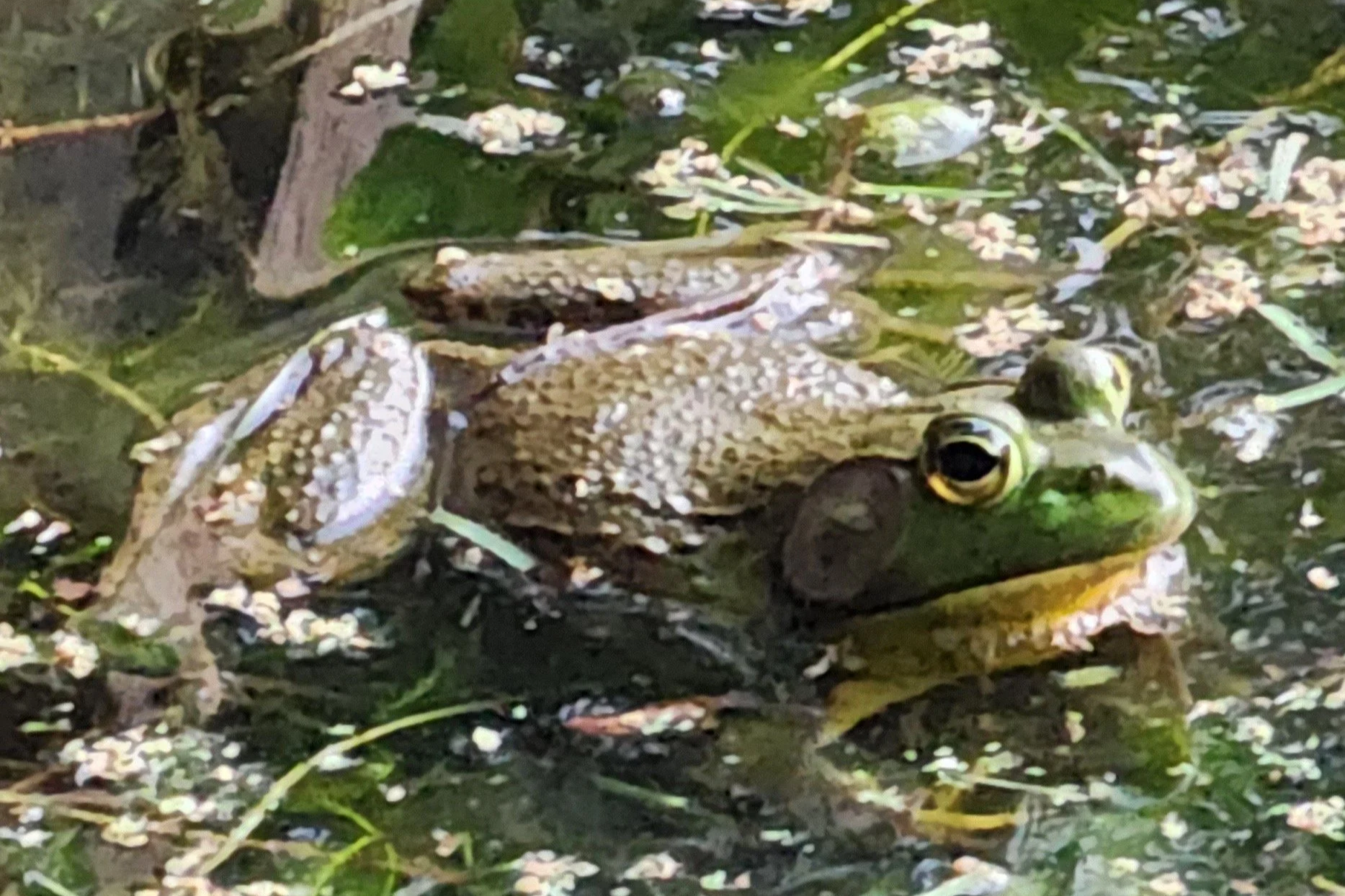 A frog partially submerged in water among floating debris and small white flowers, with its eyes clearly visible.