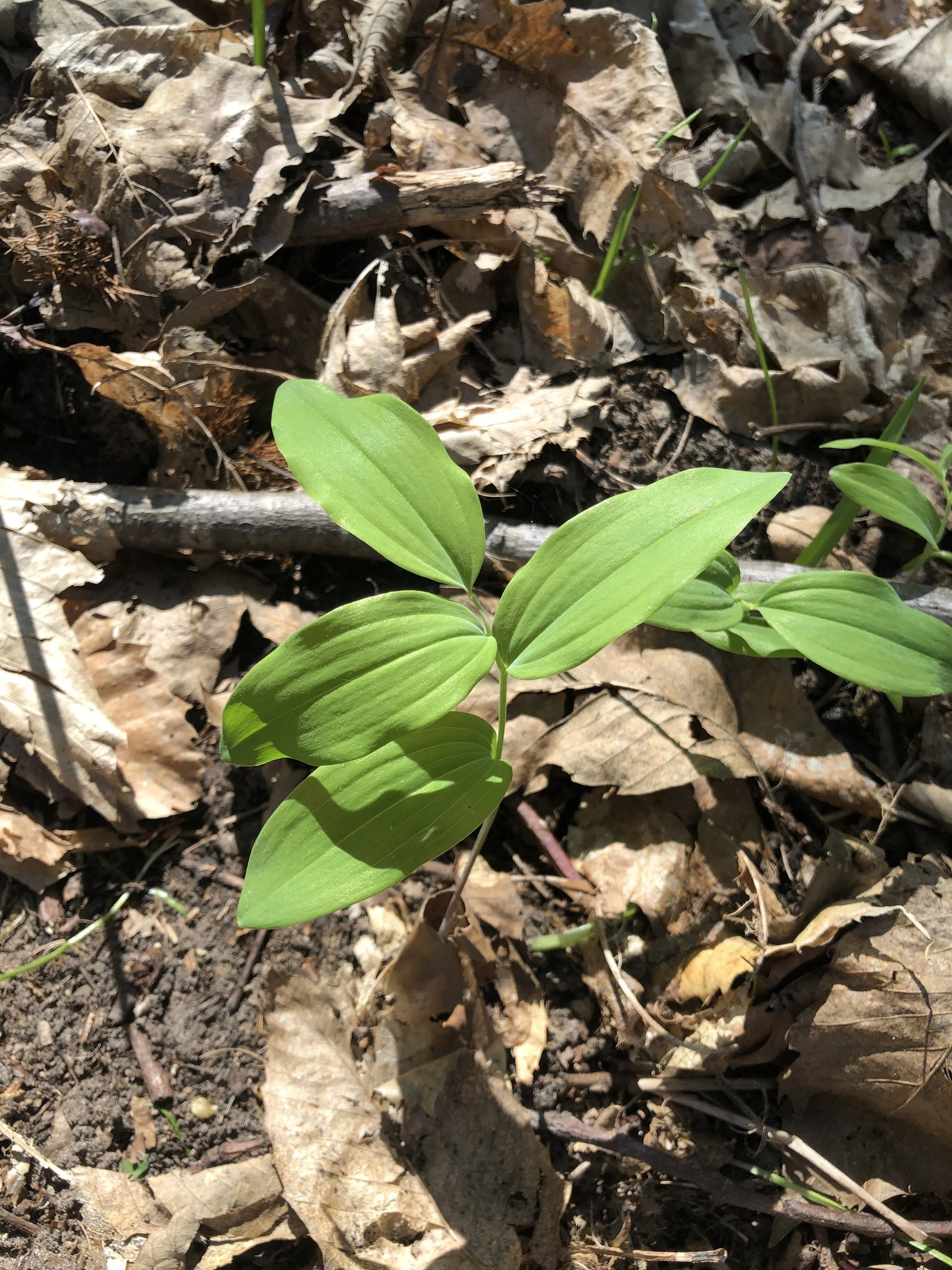 Photo jeune pousse projets engagés Émilie Broquet