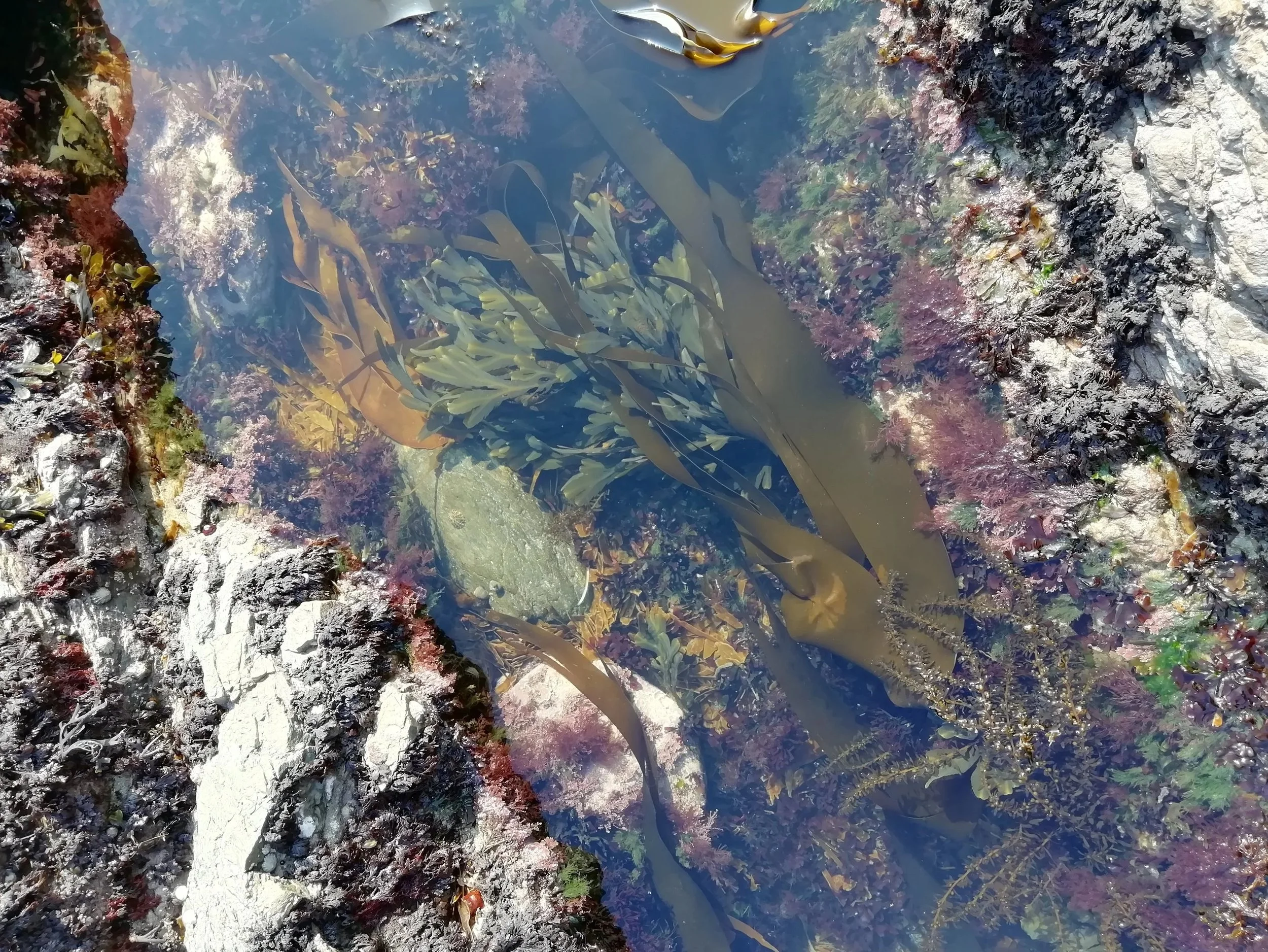 Photo algue mer projets engagés Émilie Broquet