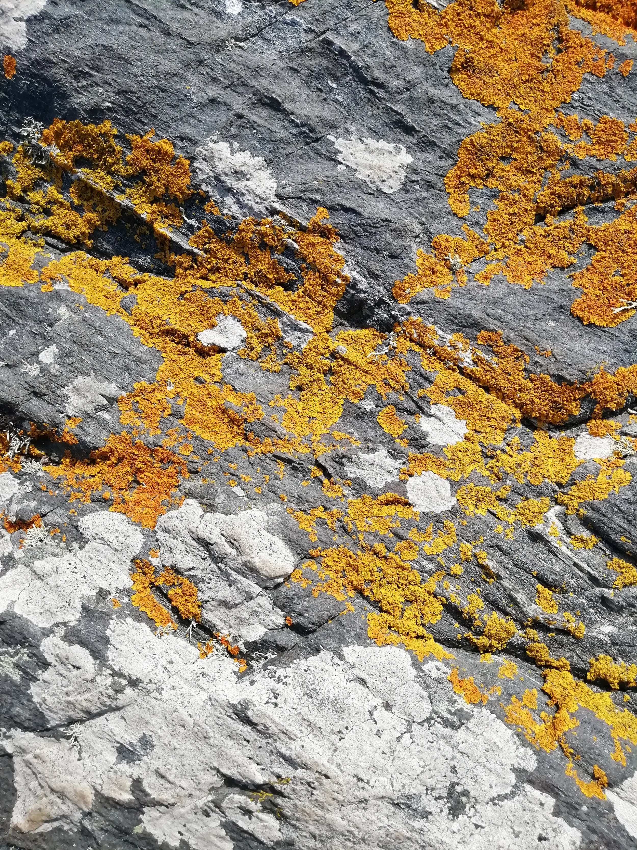 Photo lichen roche projets engagés Émilie Broquet